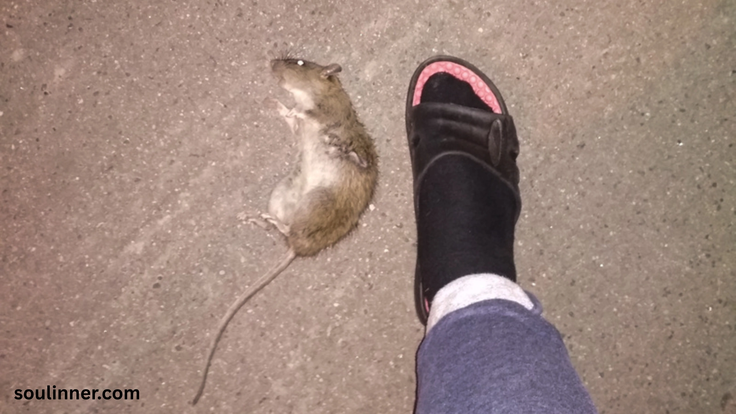 dead rat outside my house spiritual meaning