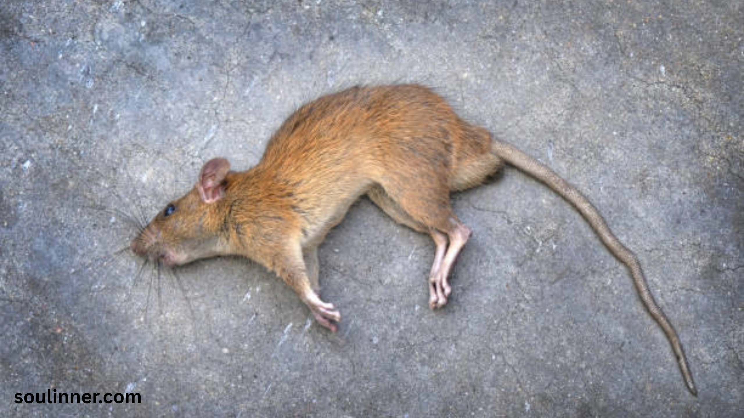 dead rat outside my house spiritual meaning