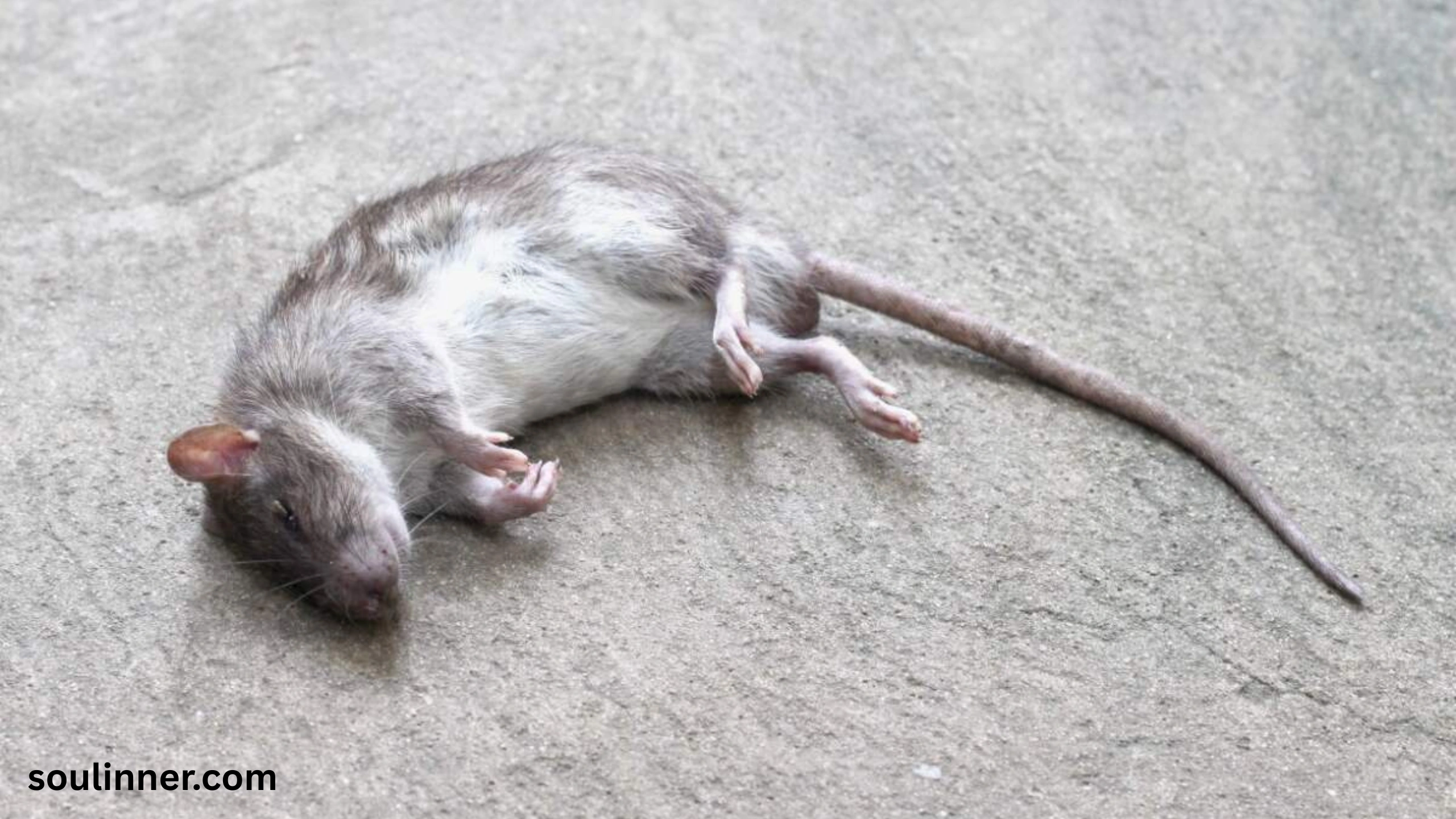 dead rat outside my house spiritual meaning