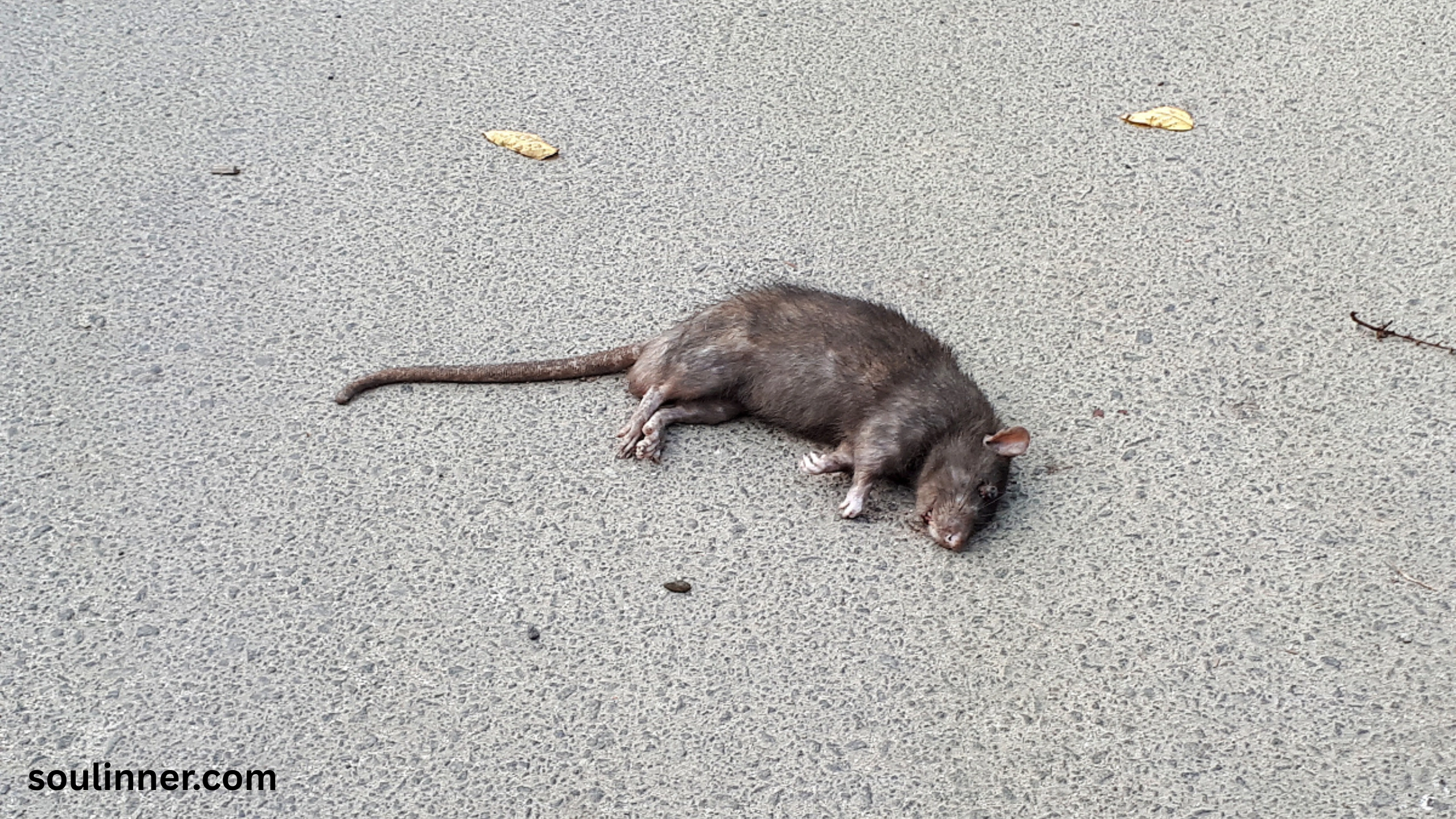 dead rat outside my house spiritual meaning