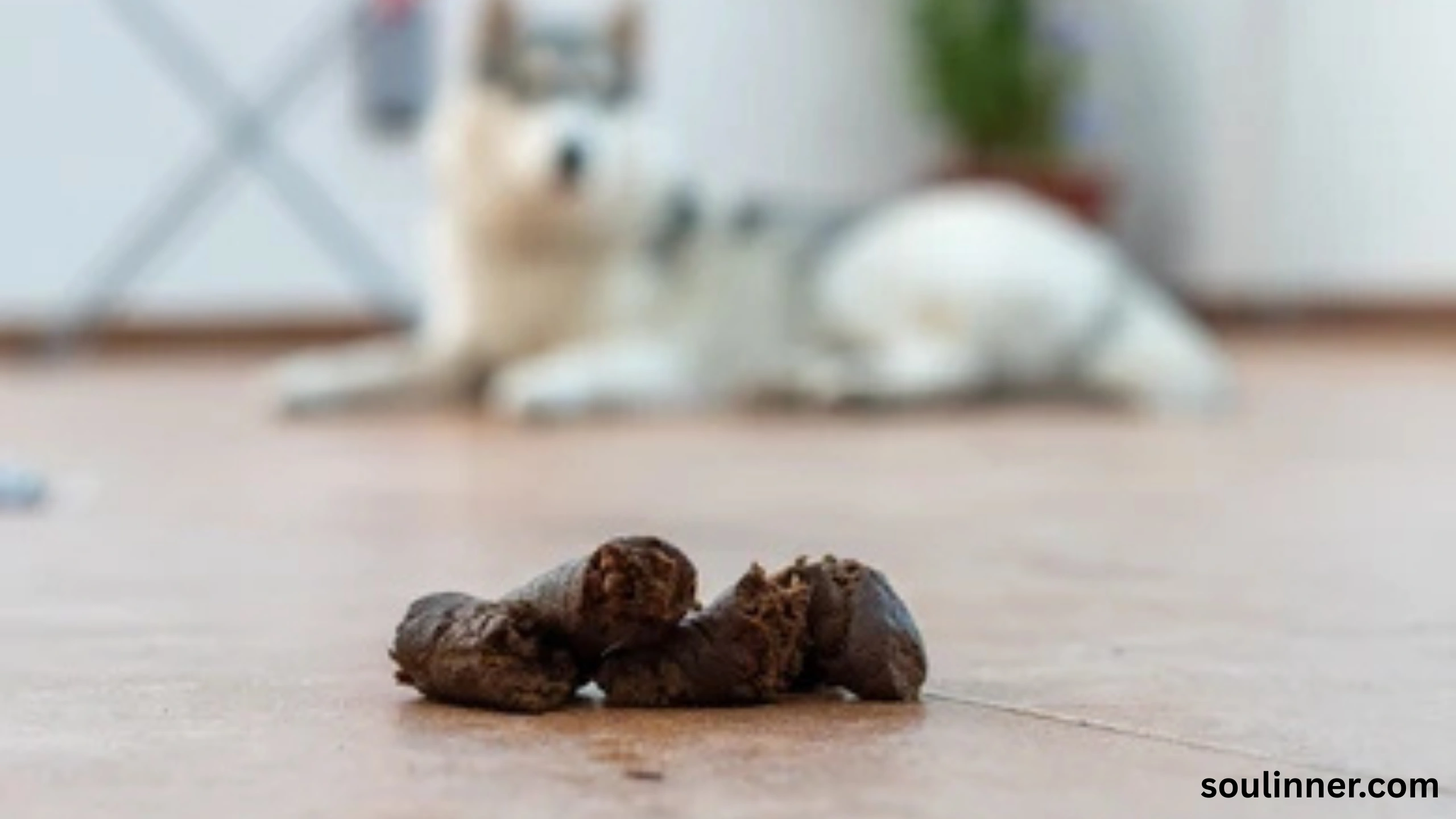 dog poop in front of my house spiritual meaning 
