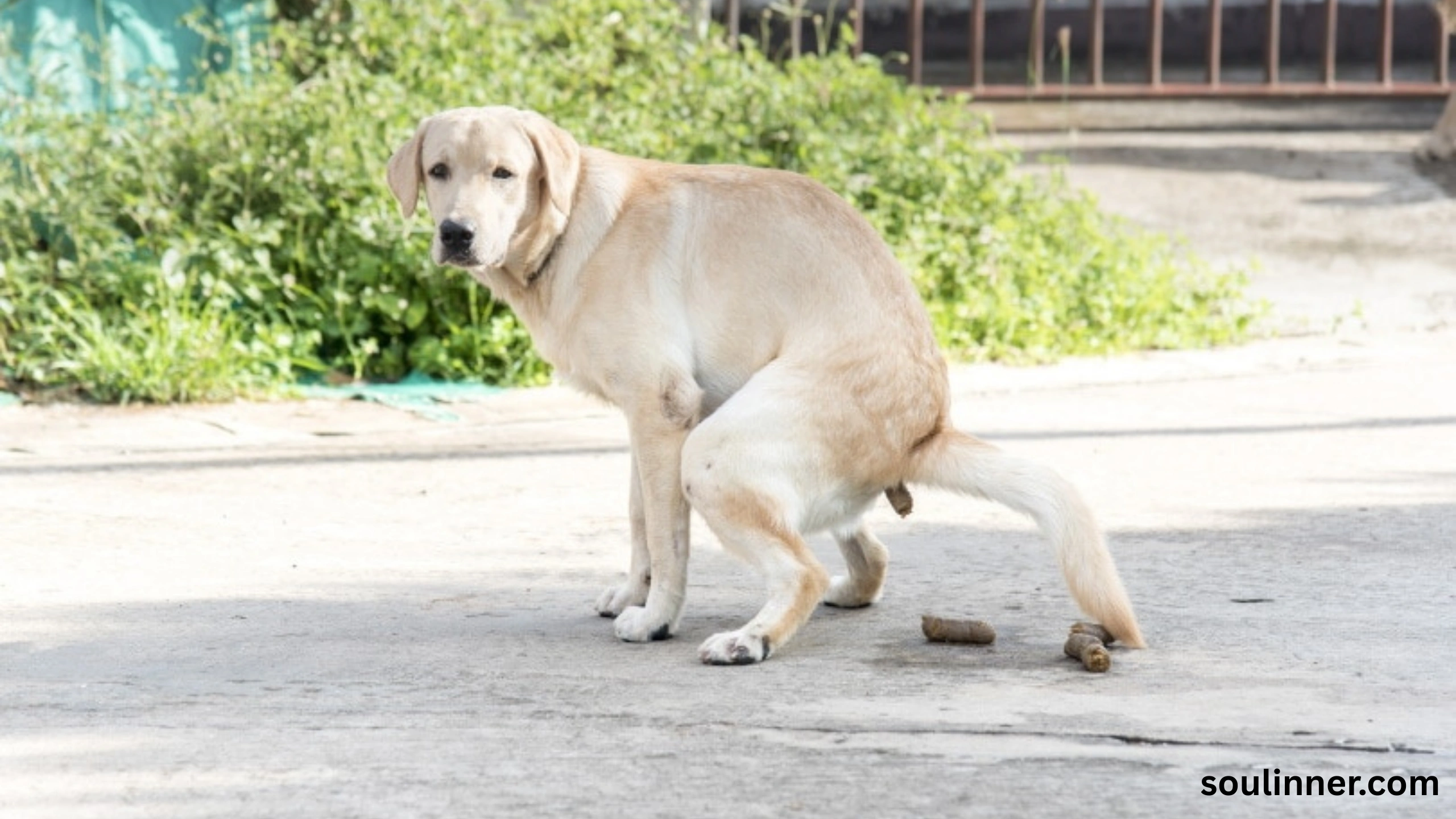 dog poop in front of my house spiritual meaning