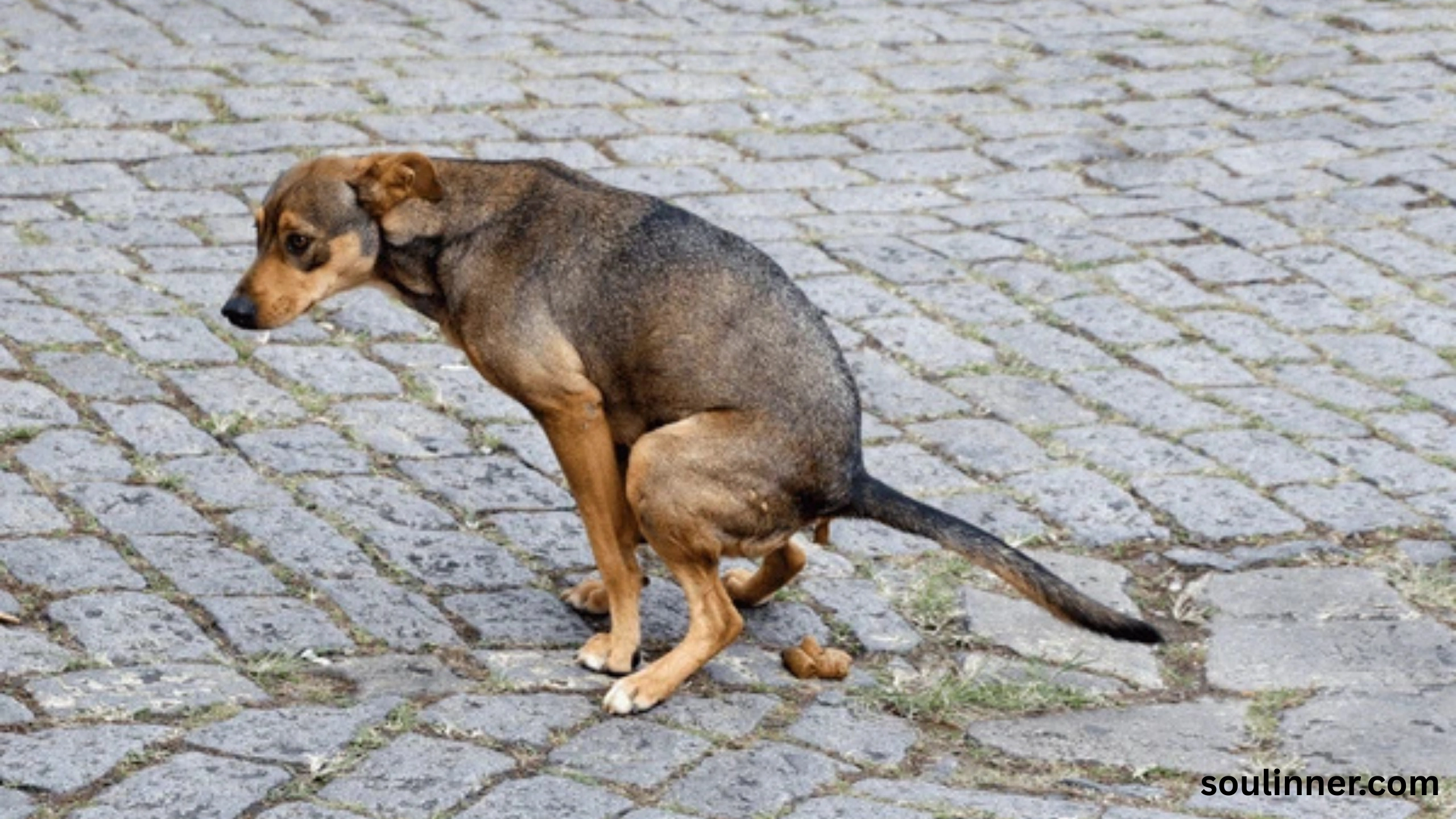 dog poop in front of my house spiritual meaning