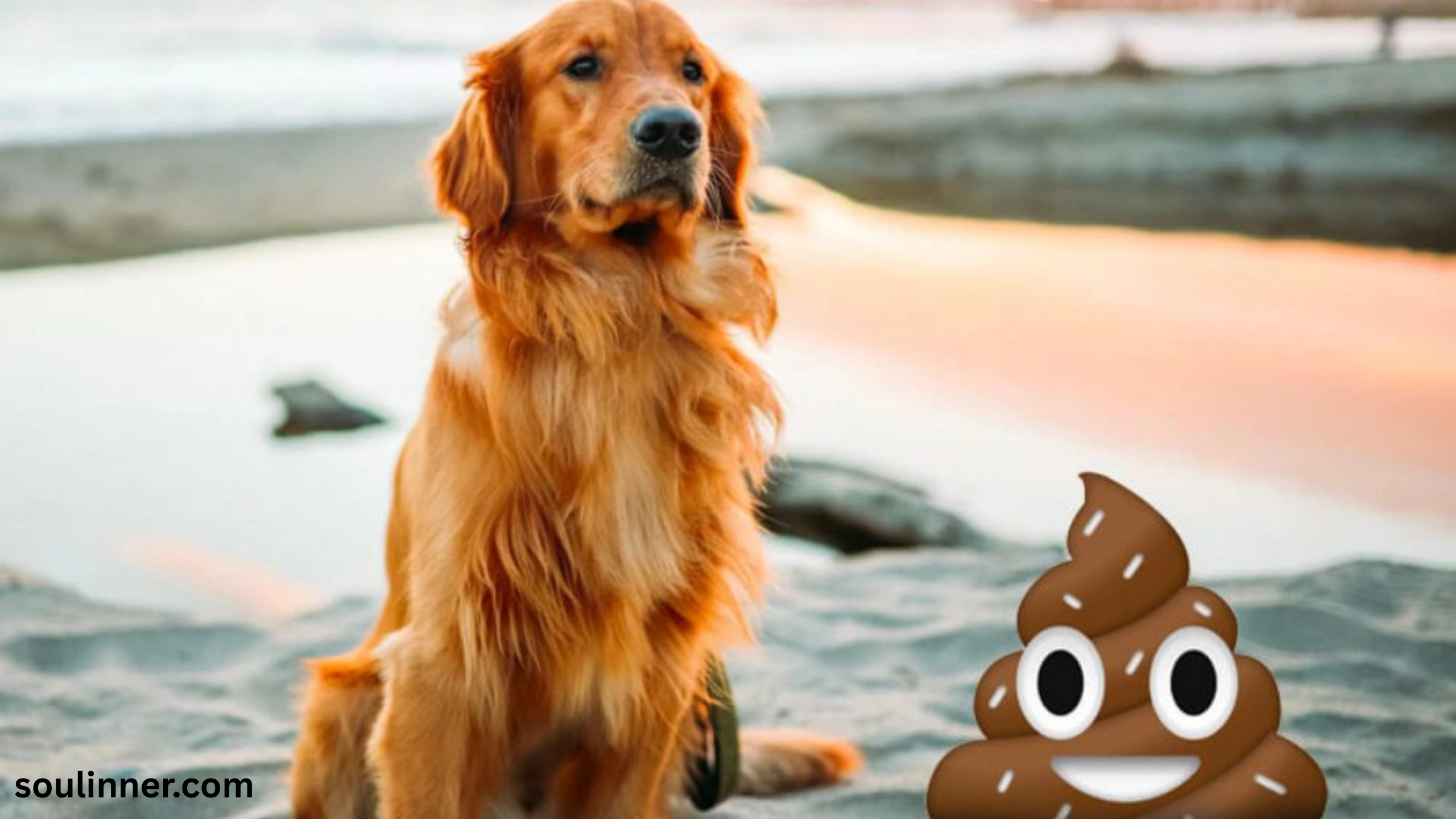 dog poop in front of my house spiritual meaning