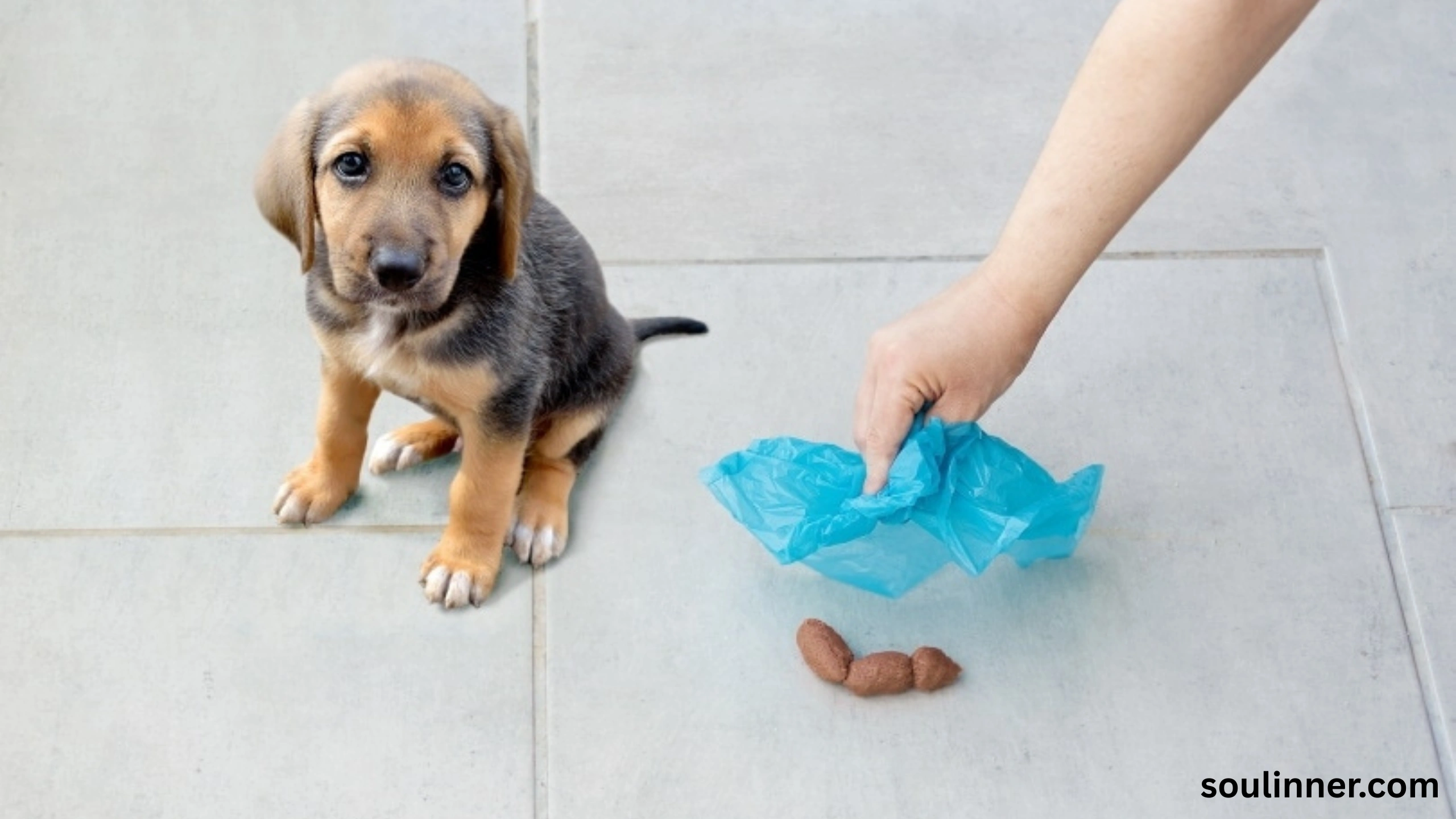 dog poop in front of my house spiritual meaning