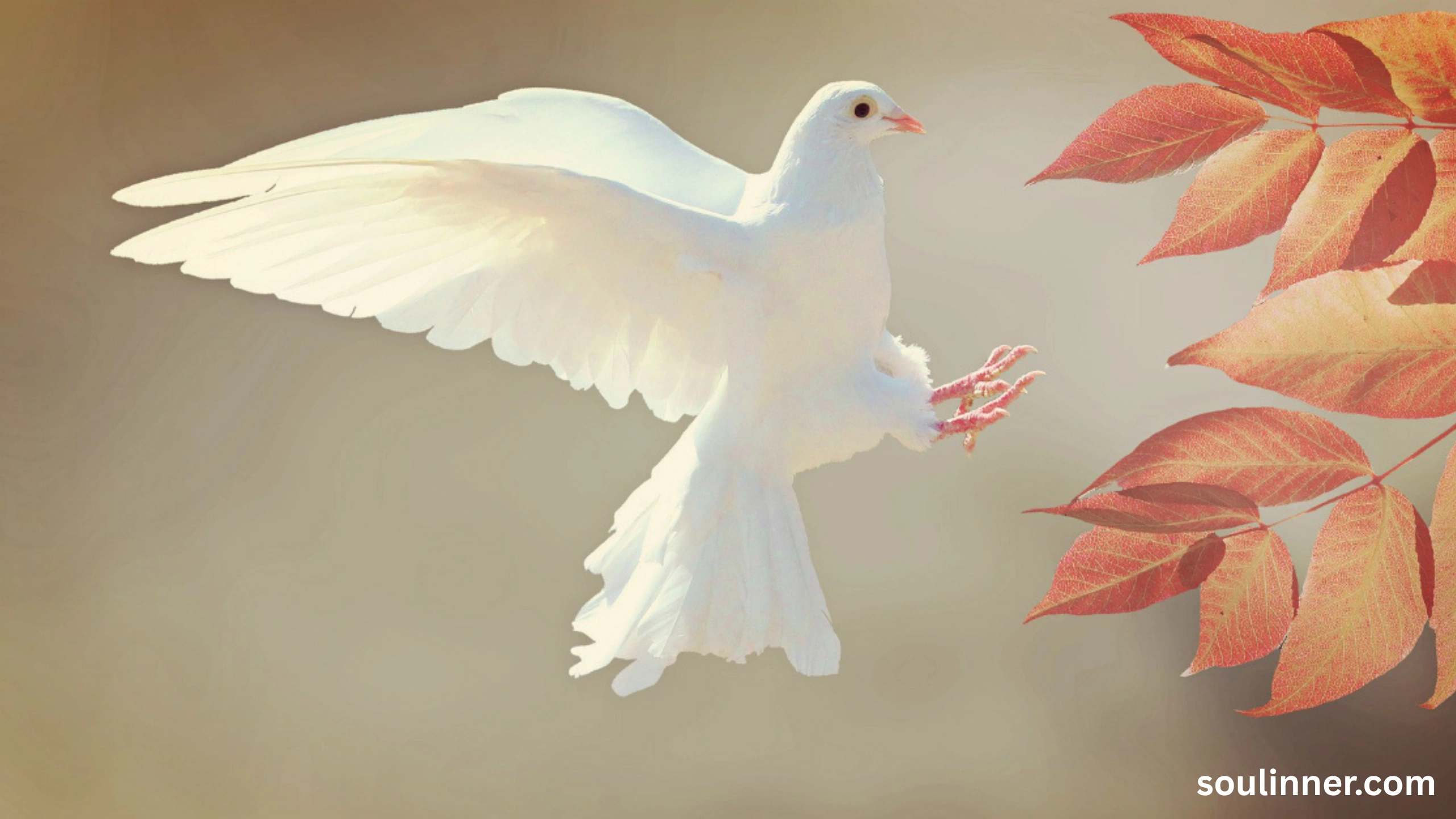 dove symbolism
