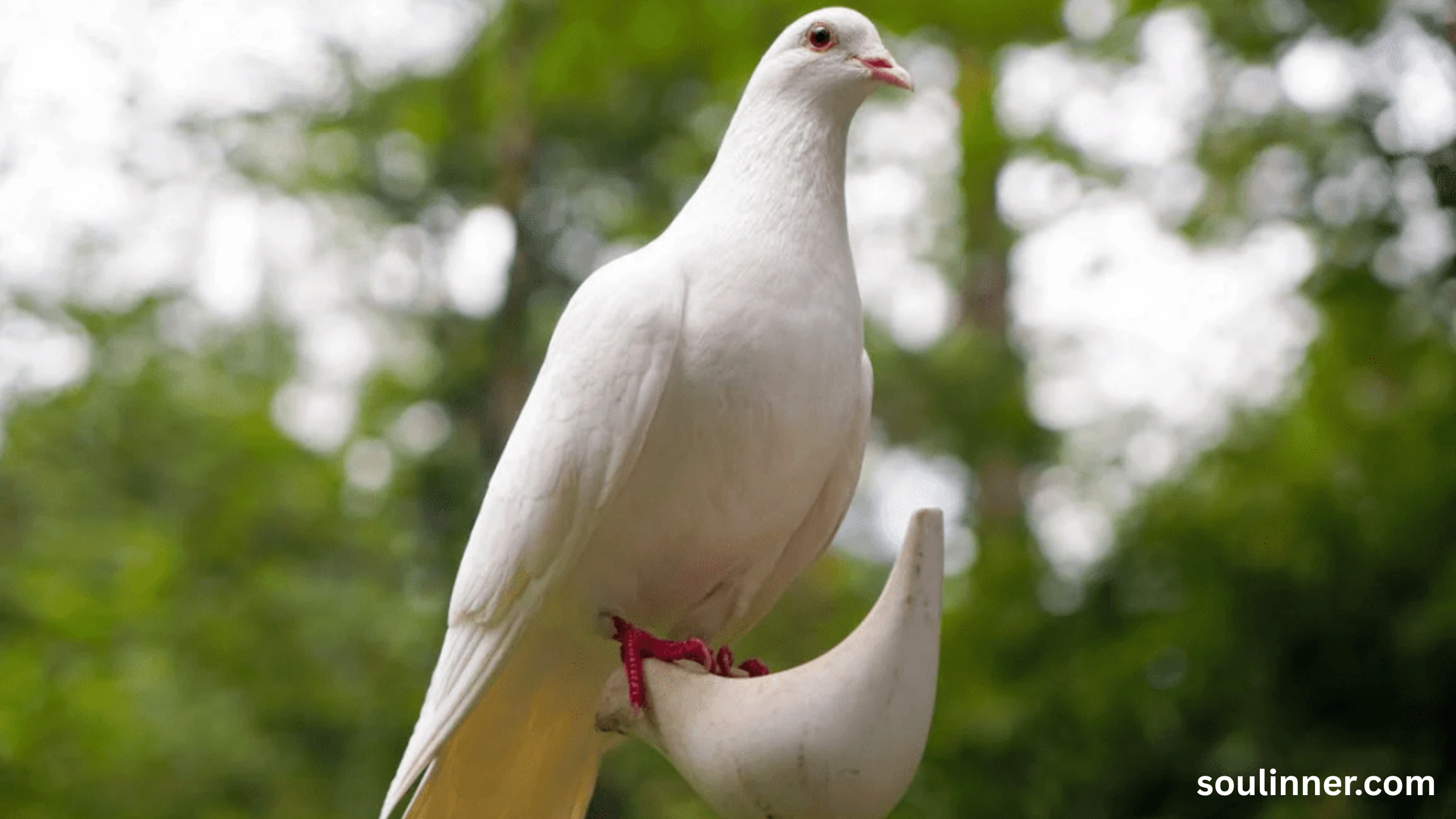 dove symbolism
