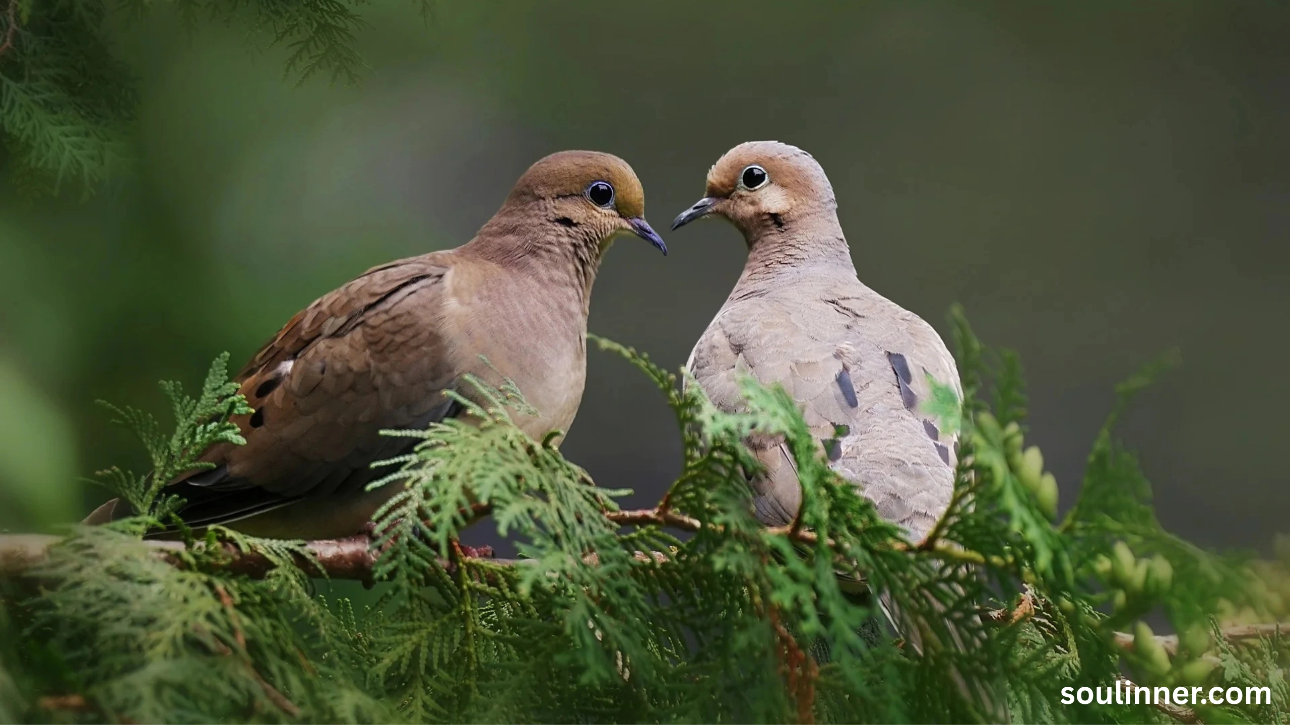 dove symbolism