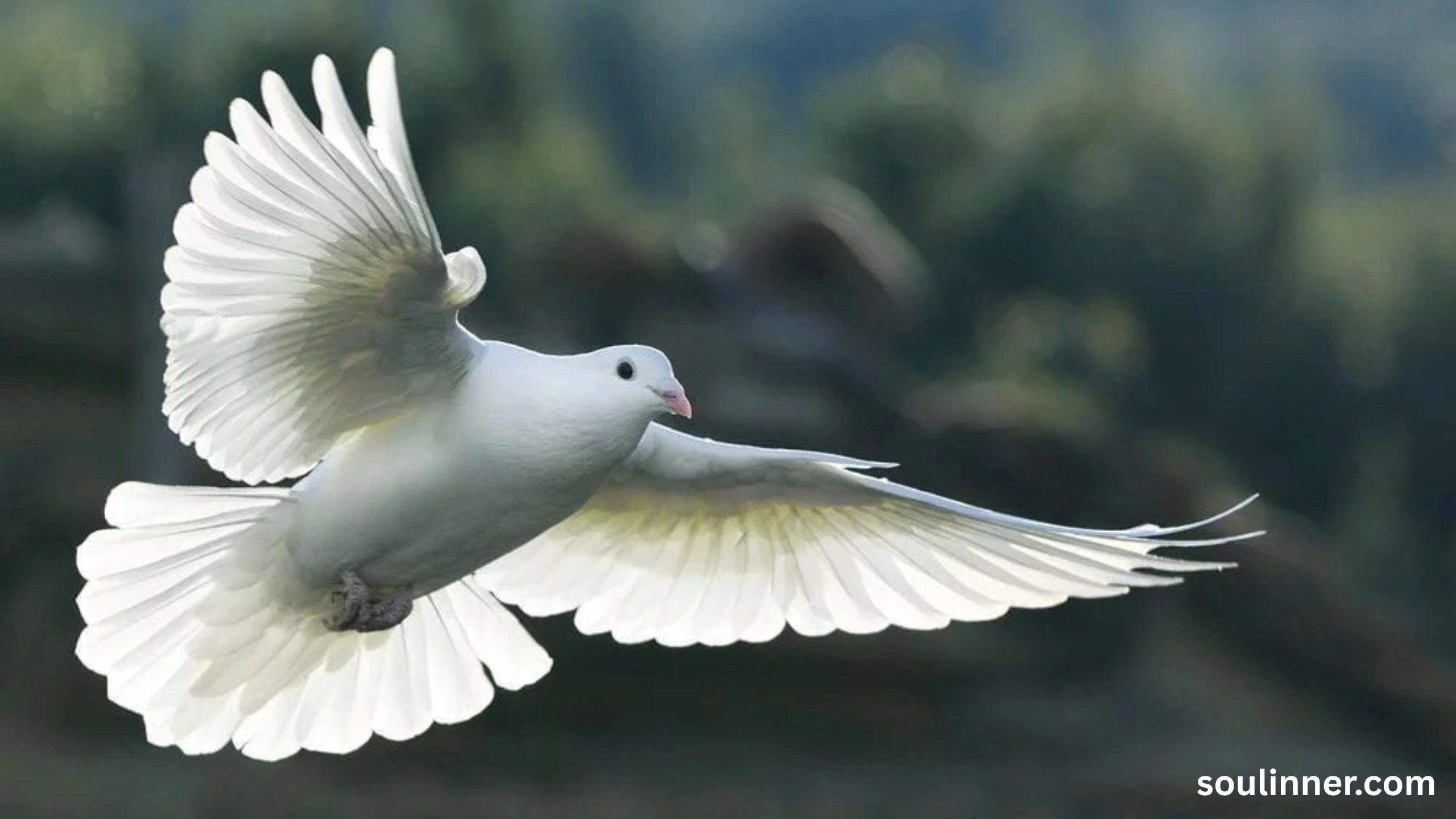 dove symbolism