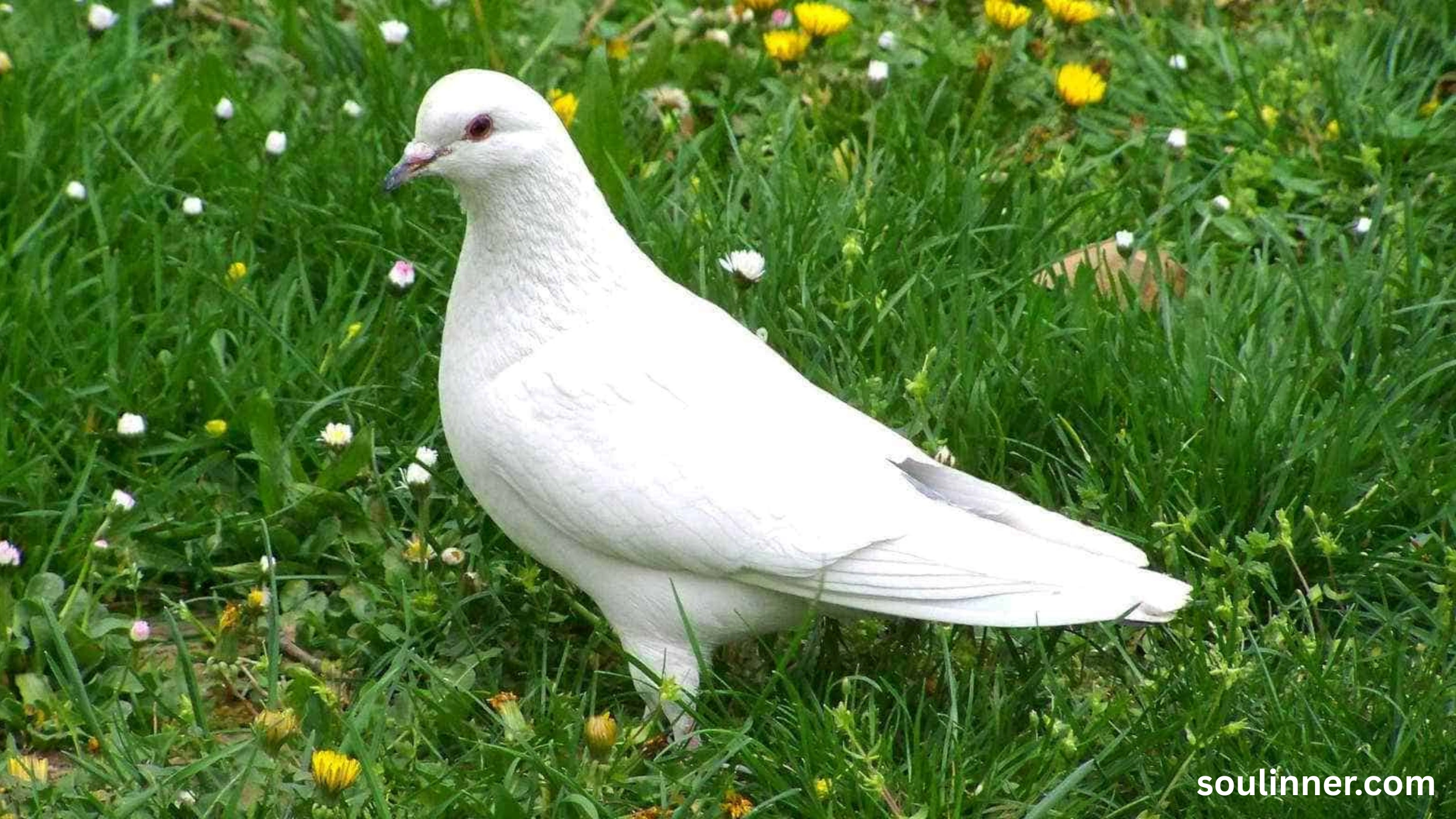 dove symbolism