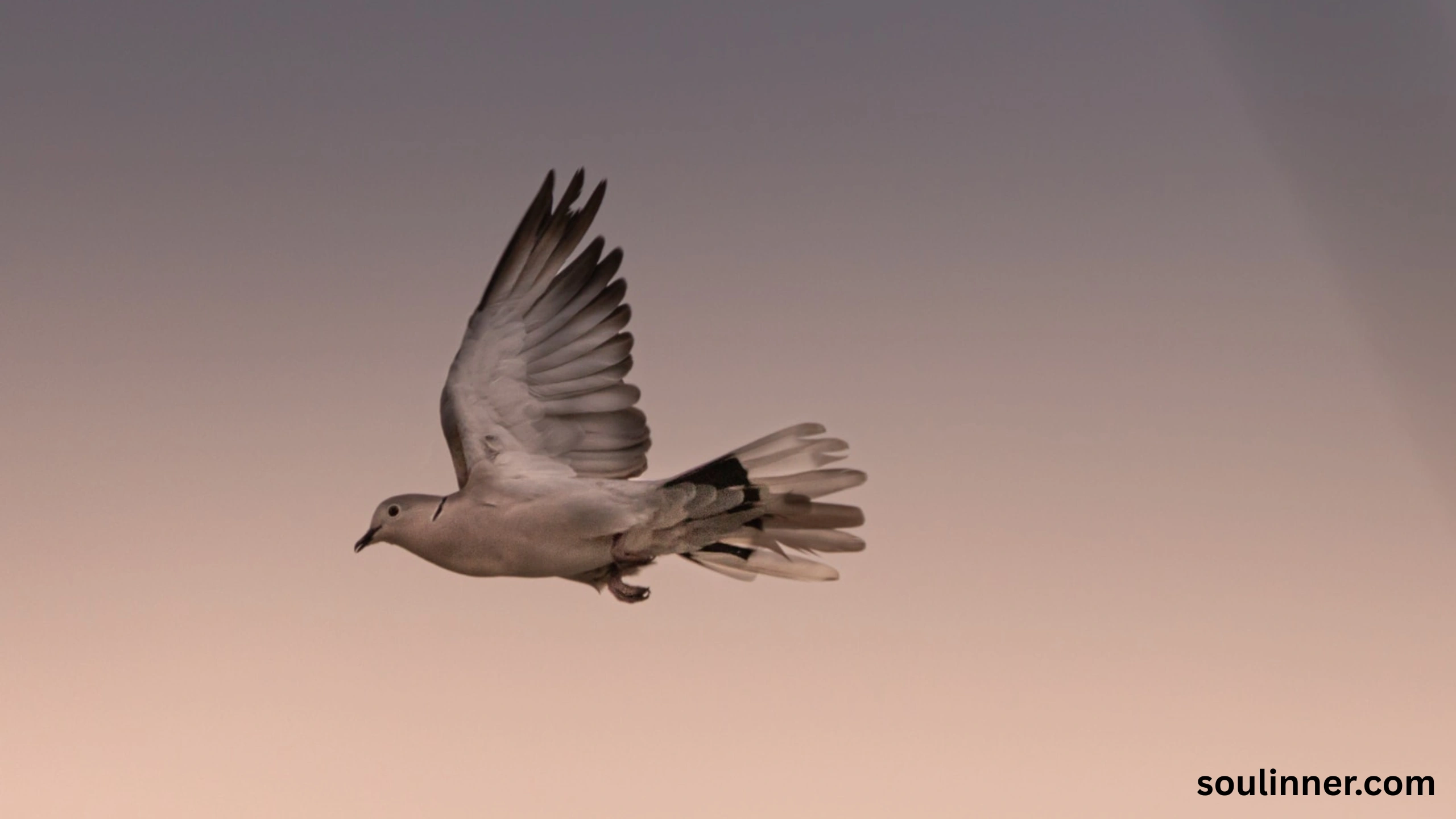 dove symbolism