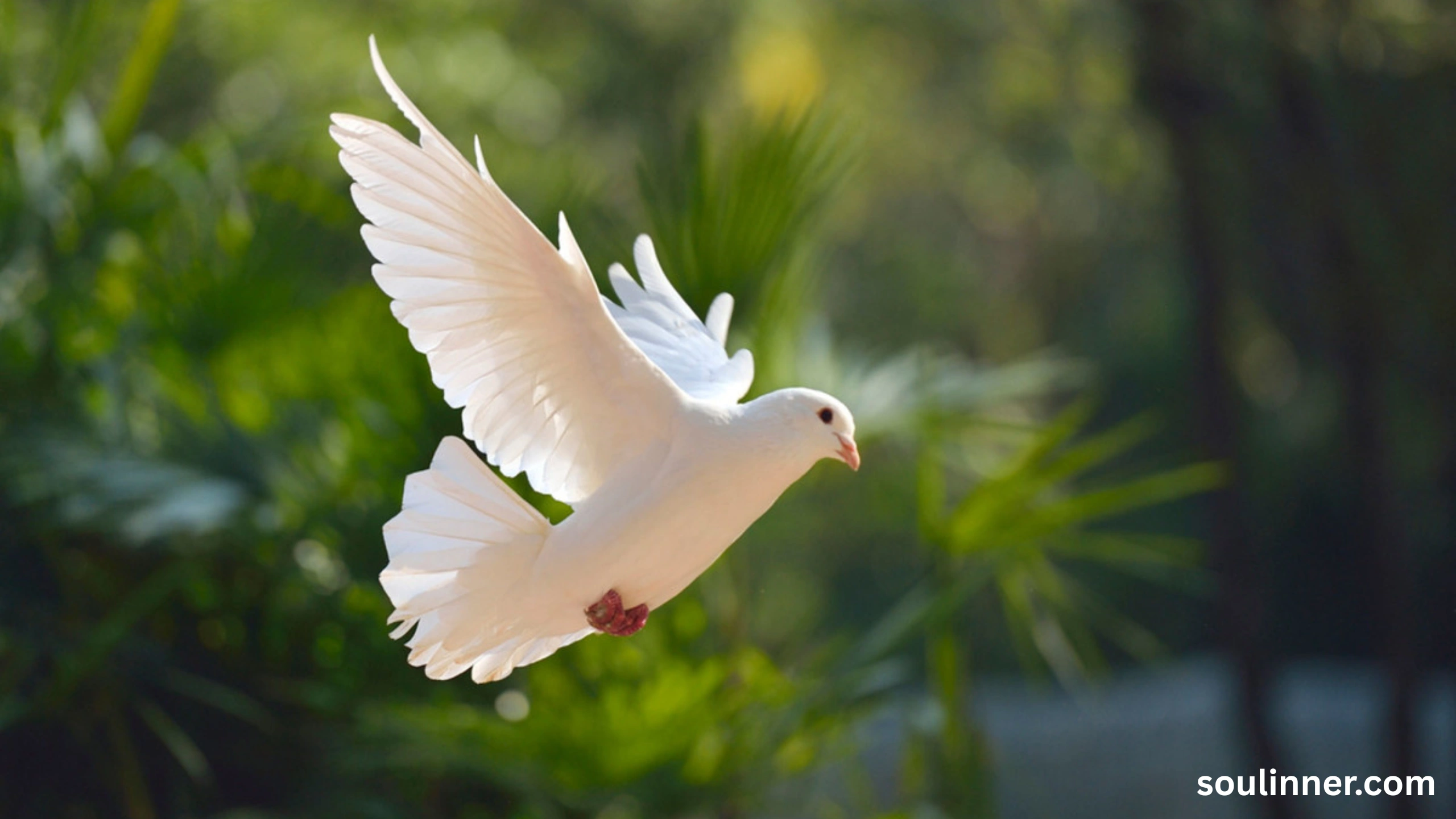 dove symbolism