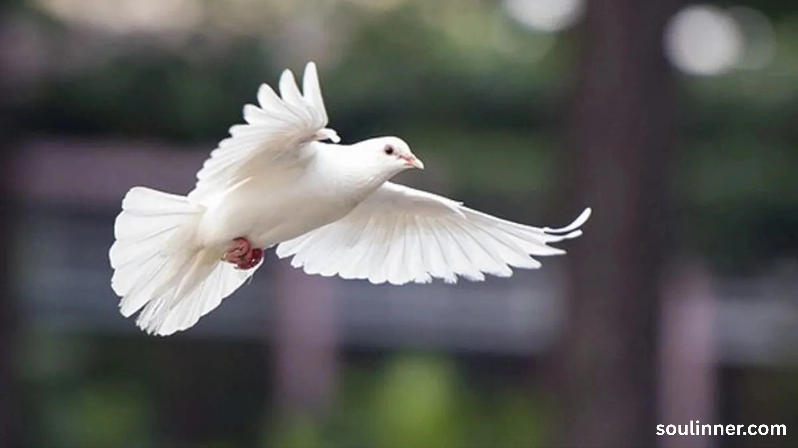 dove symbolism