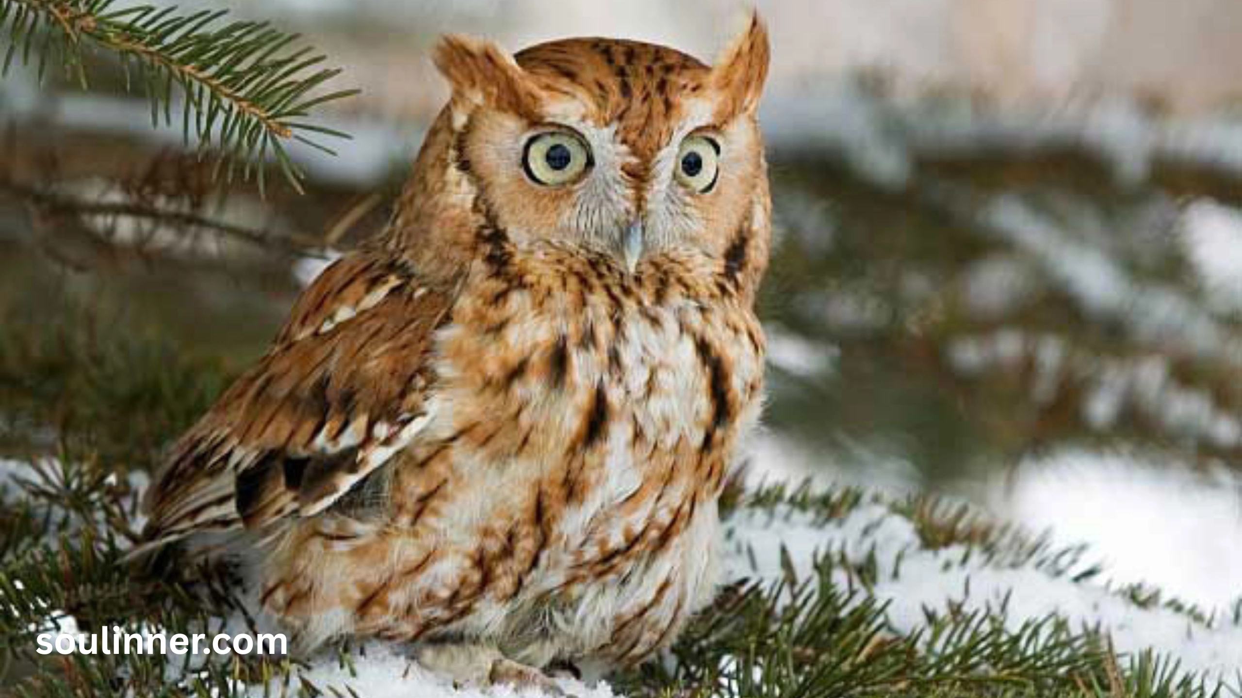 hearing an owl hoot 3 times spiritual meaning