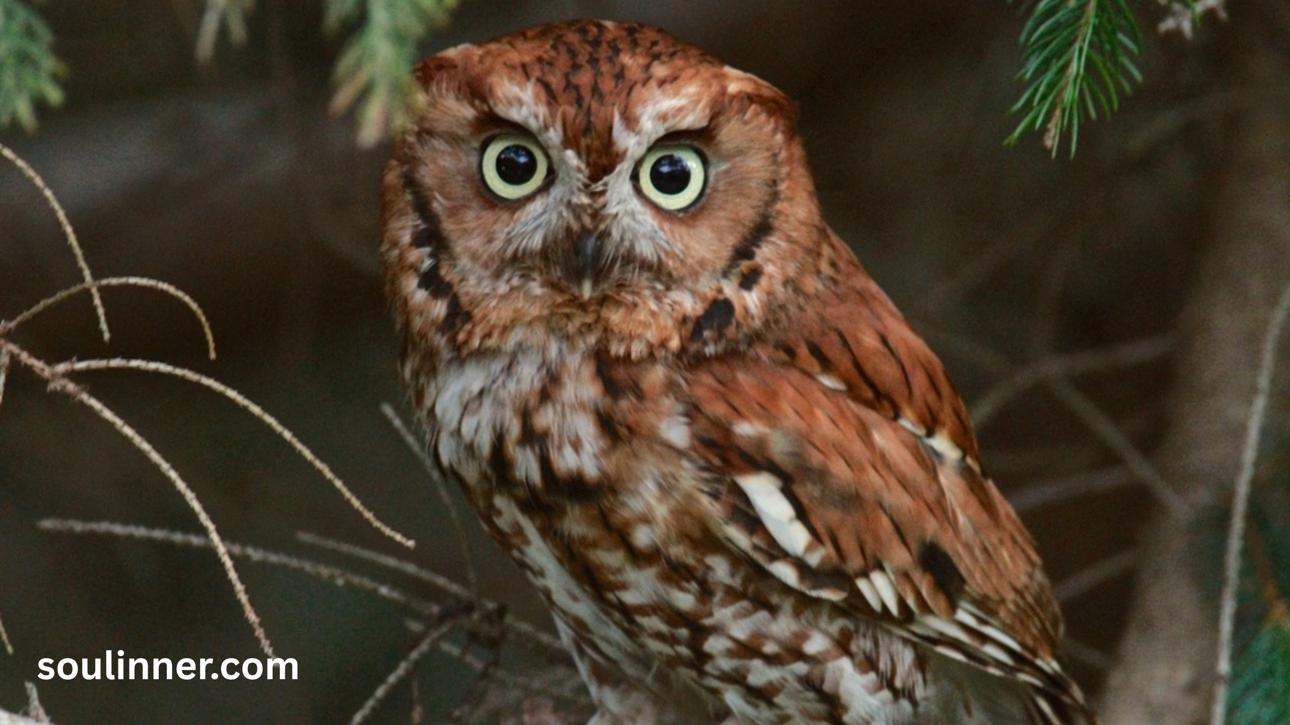 hearing an owl hoot 3 times spiritual meaning