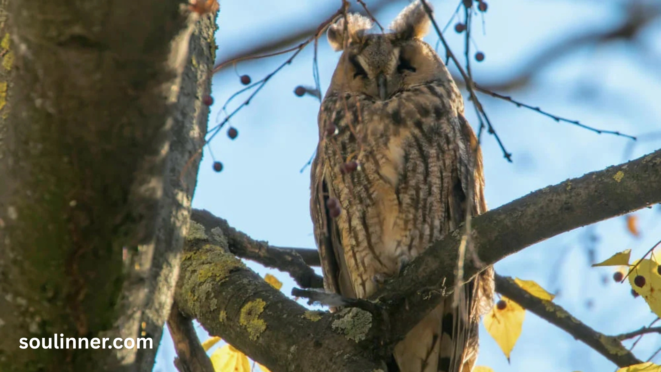 hearing an owl hoot 3 times spiritual meaning