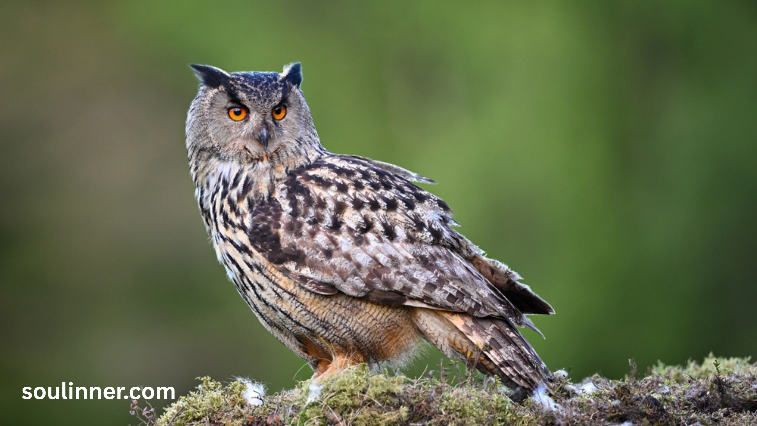 hearing an owl hoot 3 times spiritual meaning
