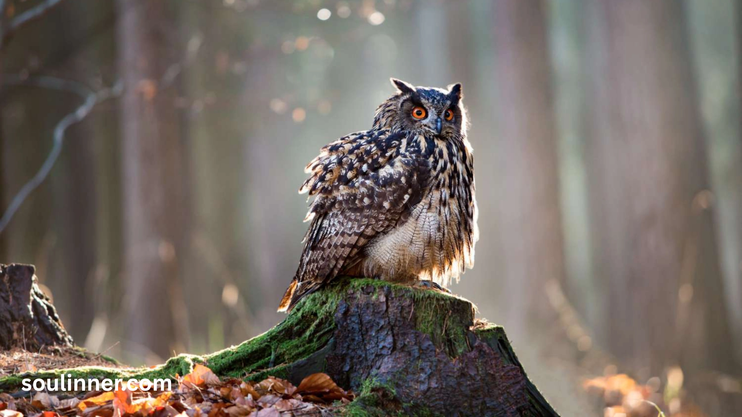 hearing an owl hoot 3 times spiritual meaning