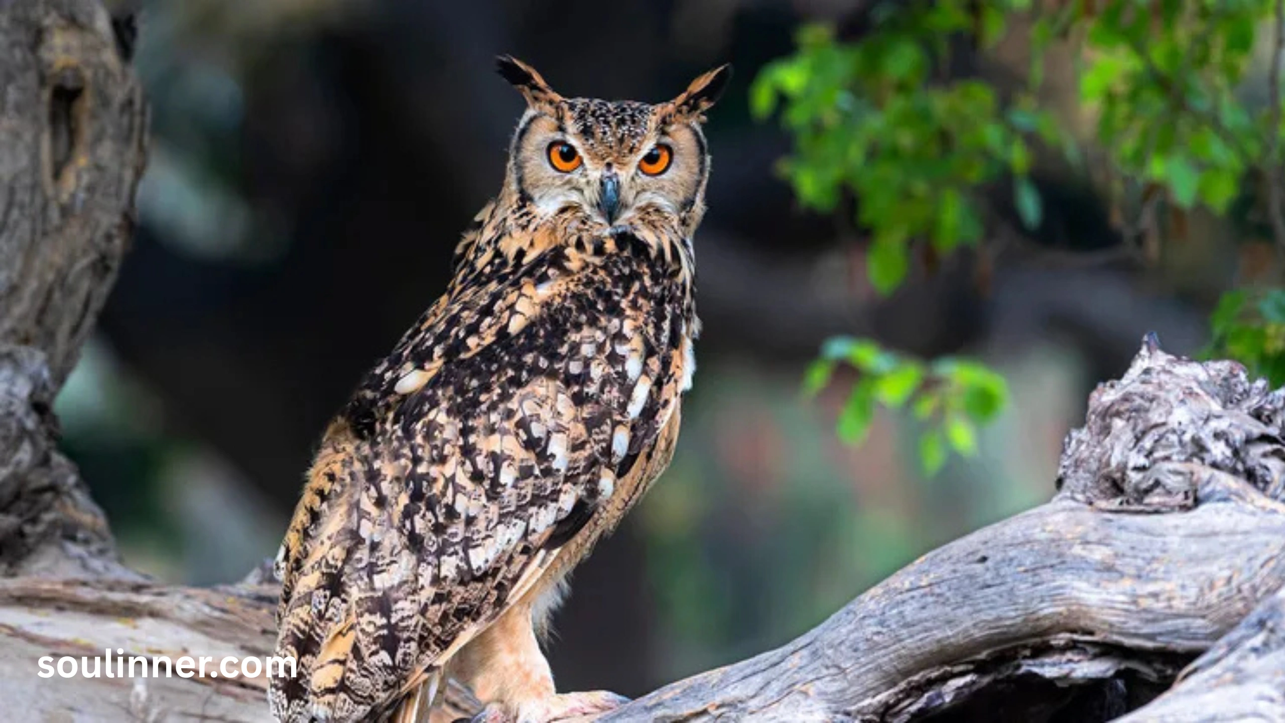 hearing an owl hoot 3 times spiritual meaning