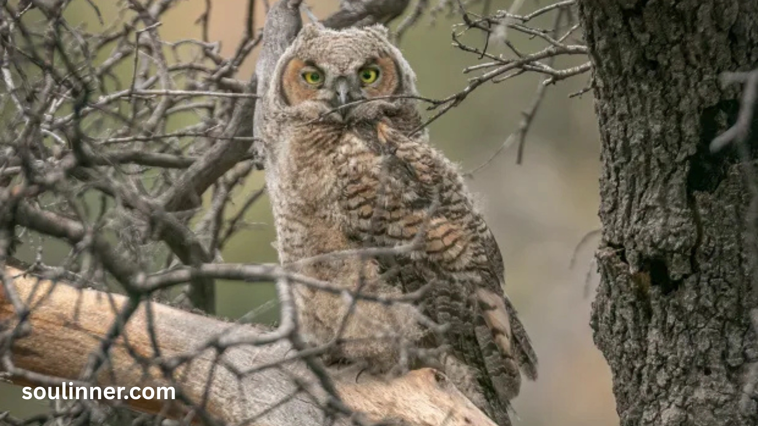 hearing an owl hoot 3 times spiritual meaning