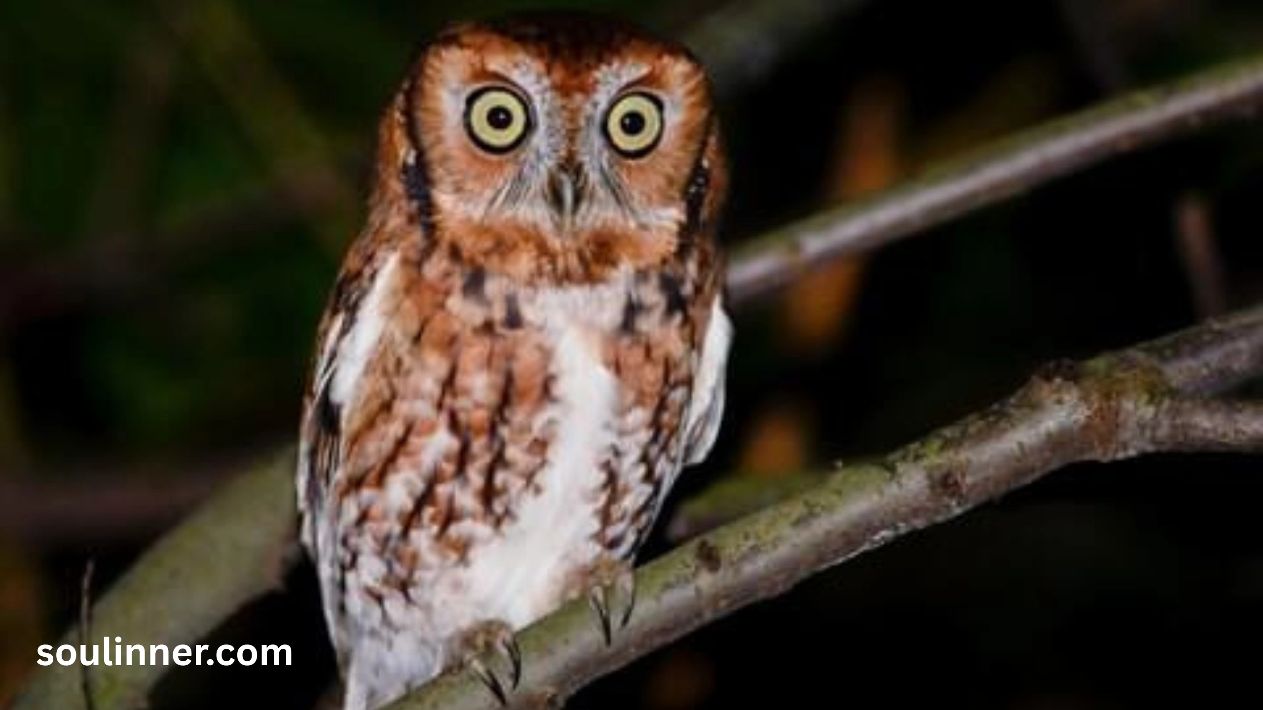 hearing an owl hoot 3 times spiritual meaning