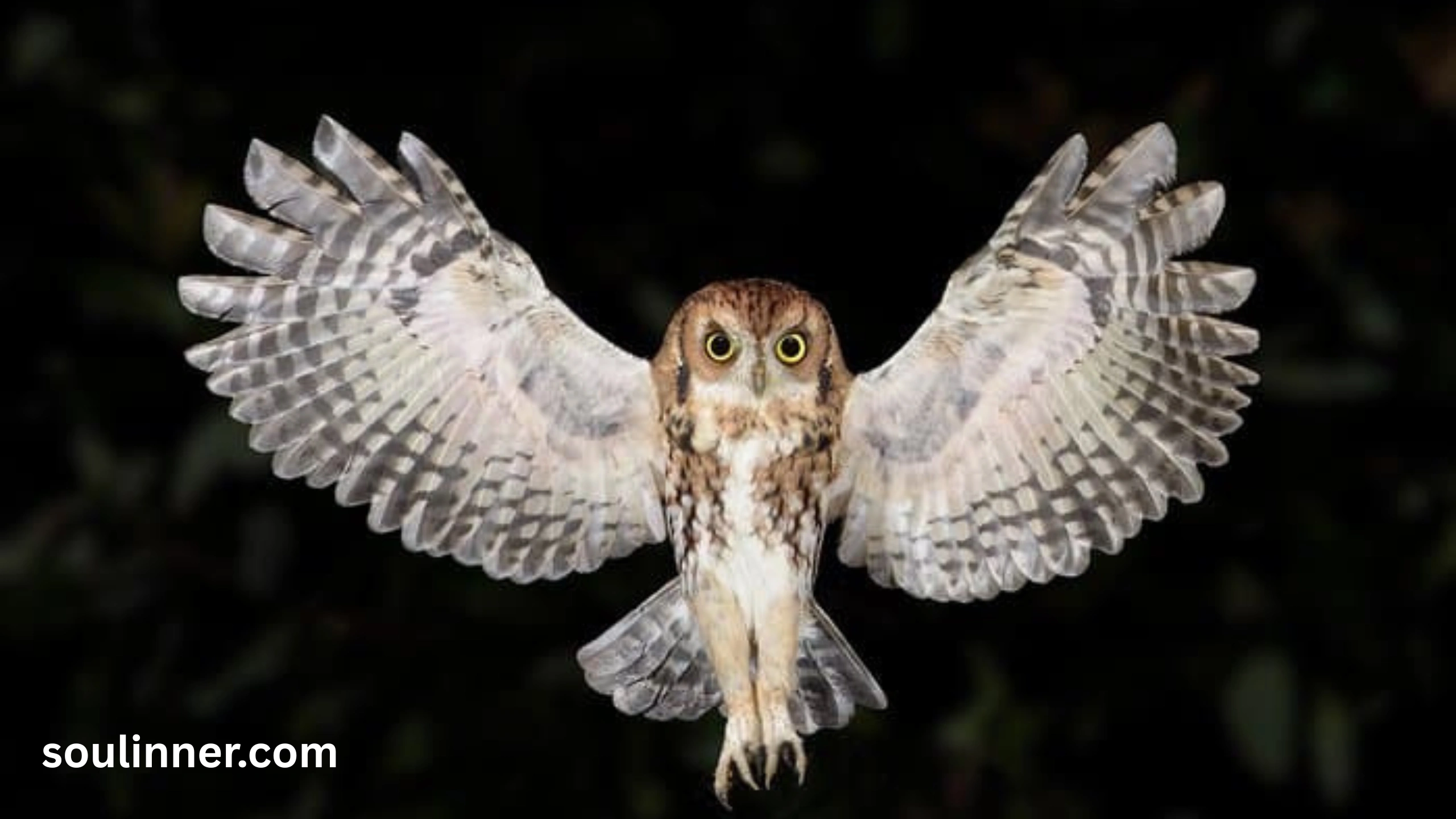 hearing an owl hoot 3 times spiritual meaning