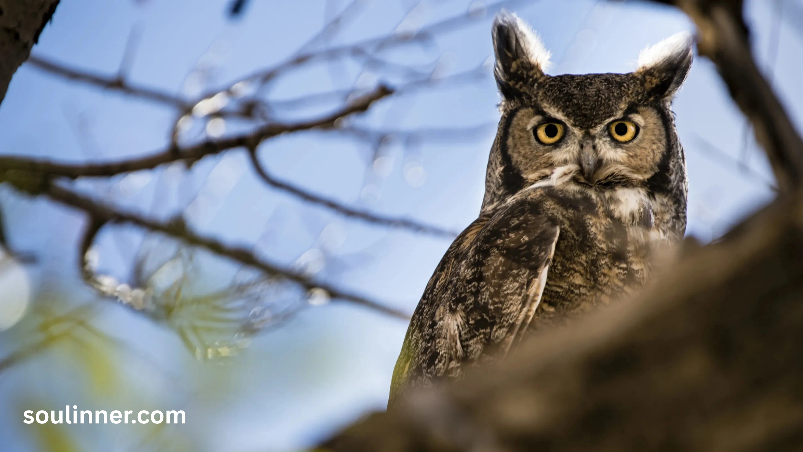 hearing an owl hoot 3 times spiritual meaning