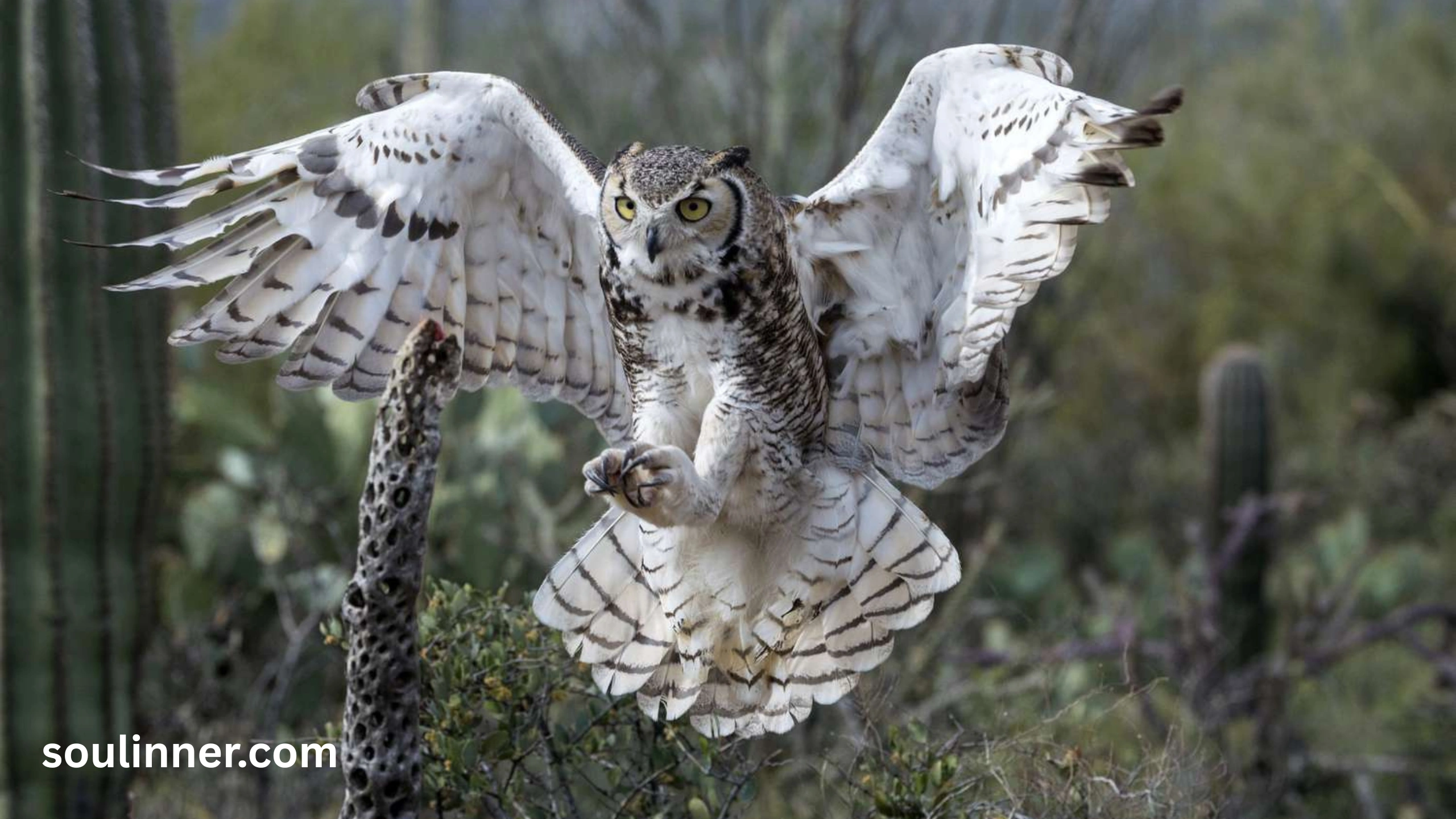 hearing an owl hoot 3 times spiritual meaning