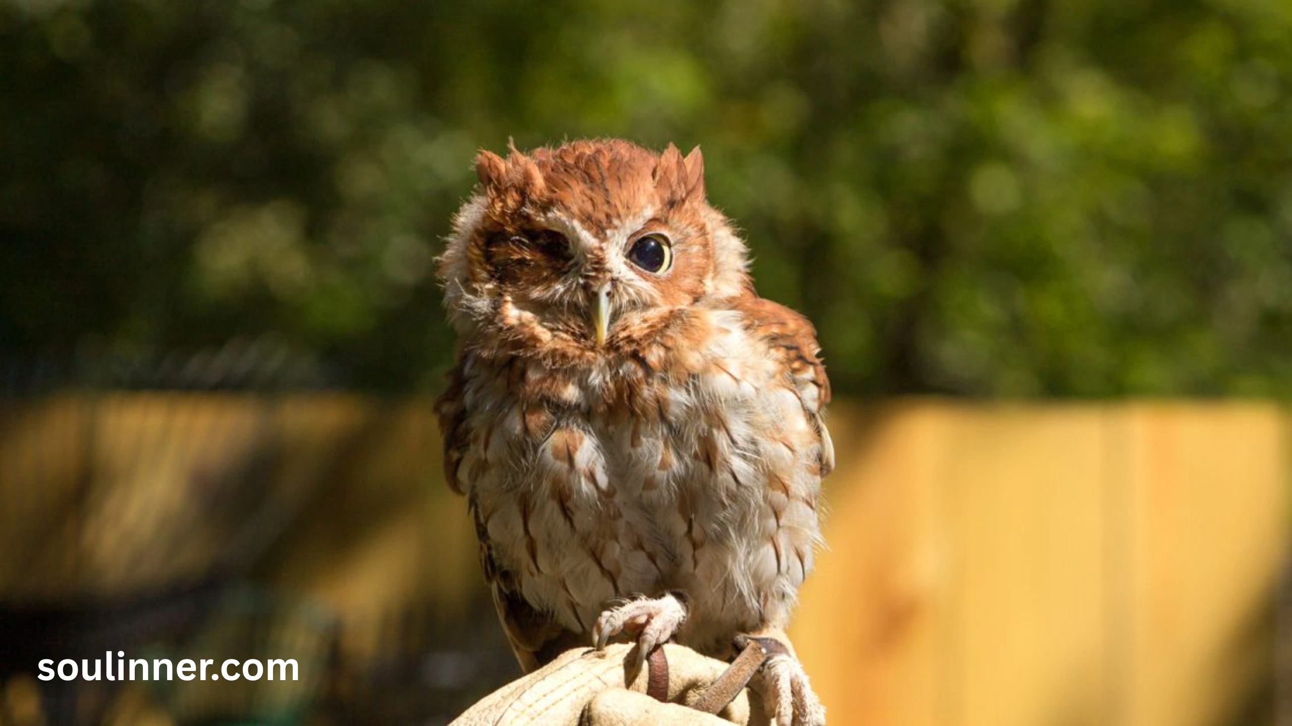 hearing an owl hoot 3 times spiritual meaning