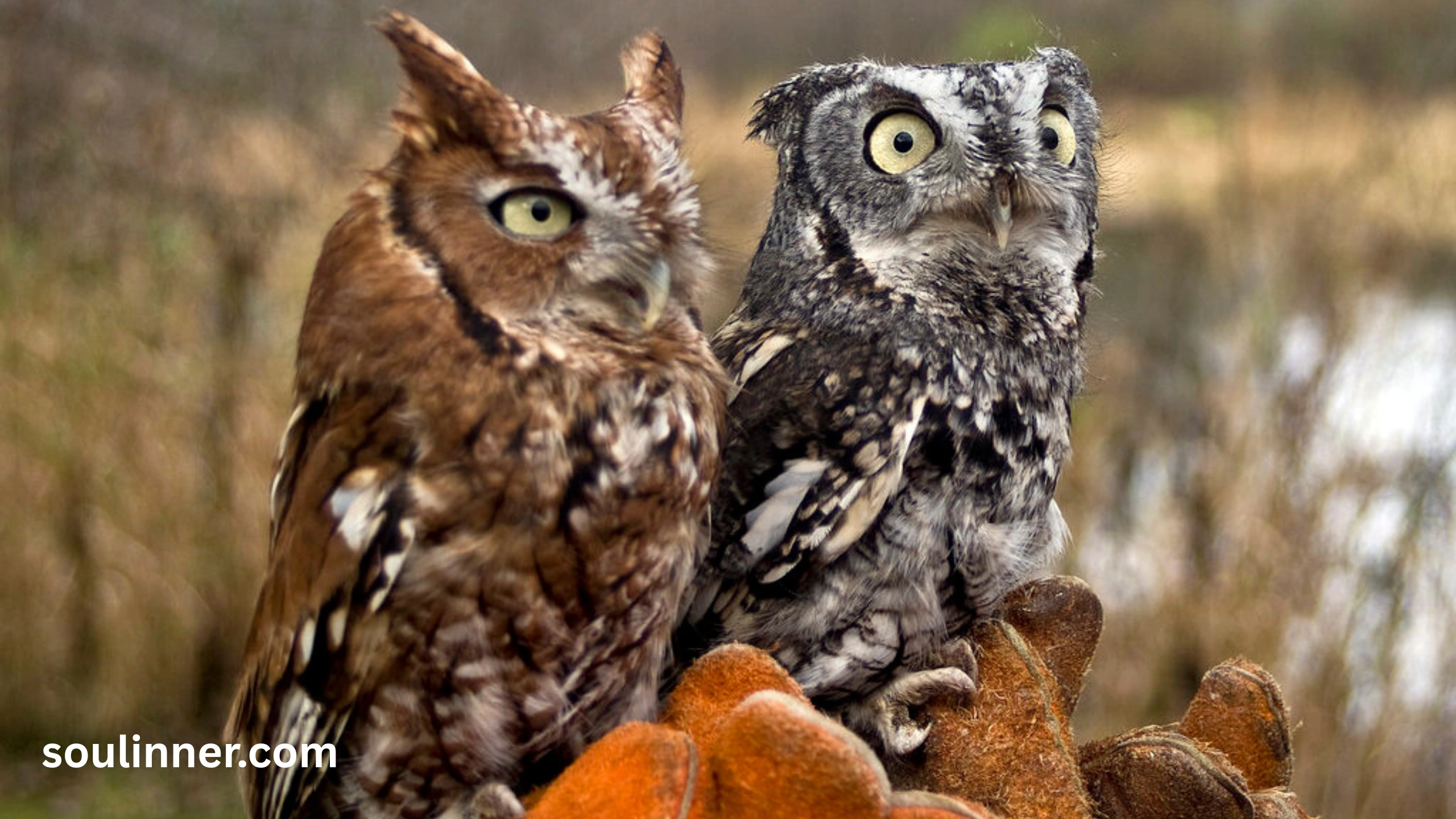 hearing an owl hoot 3 times spiritual meaning