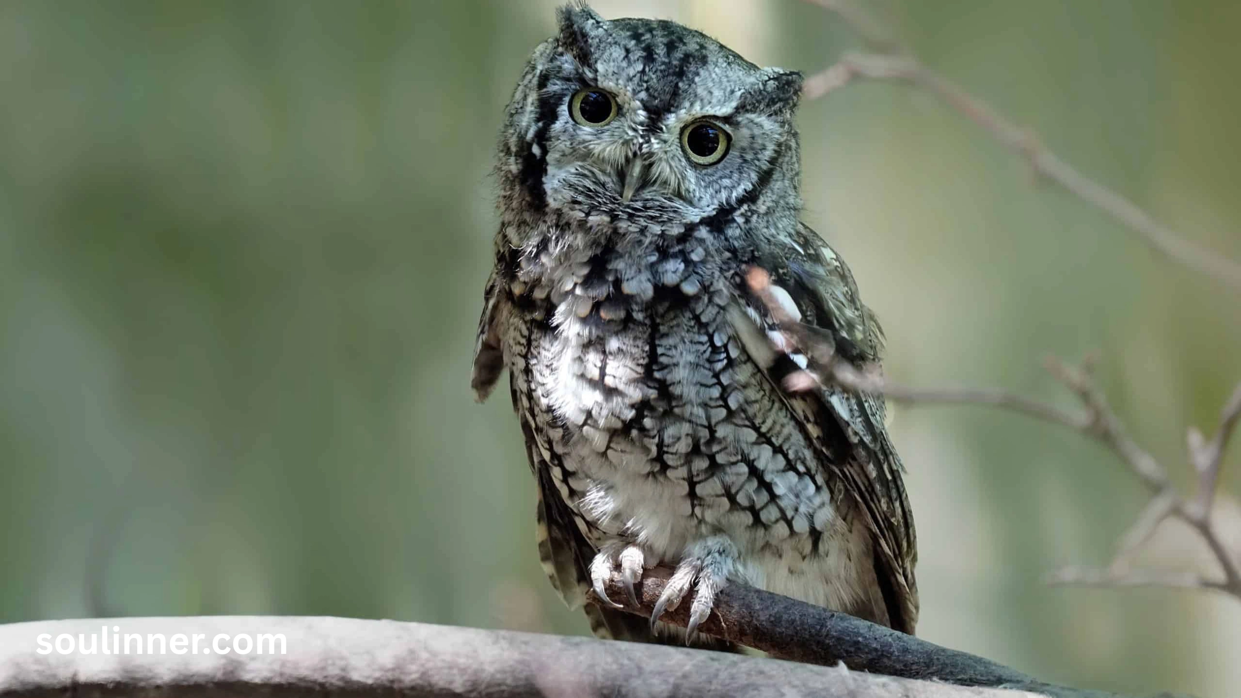 hearing an owl hoot 3 times spiritual meaning