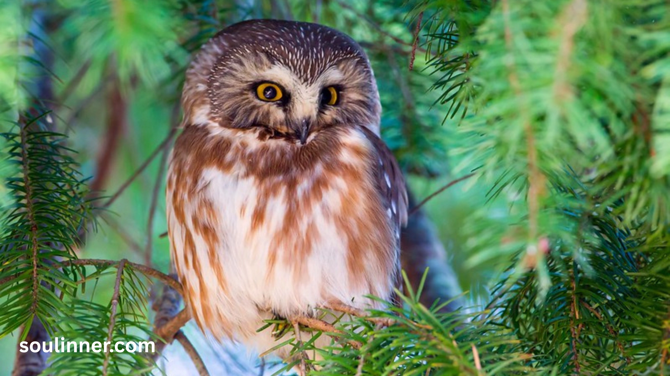 hearing an owl hoot 3 times spiritual meaning