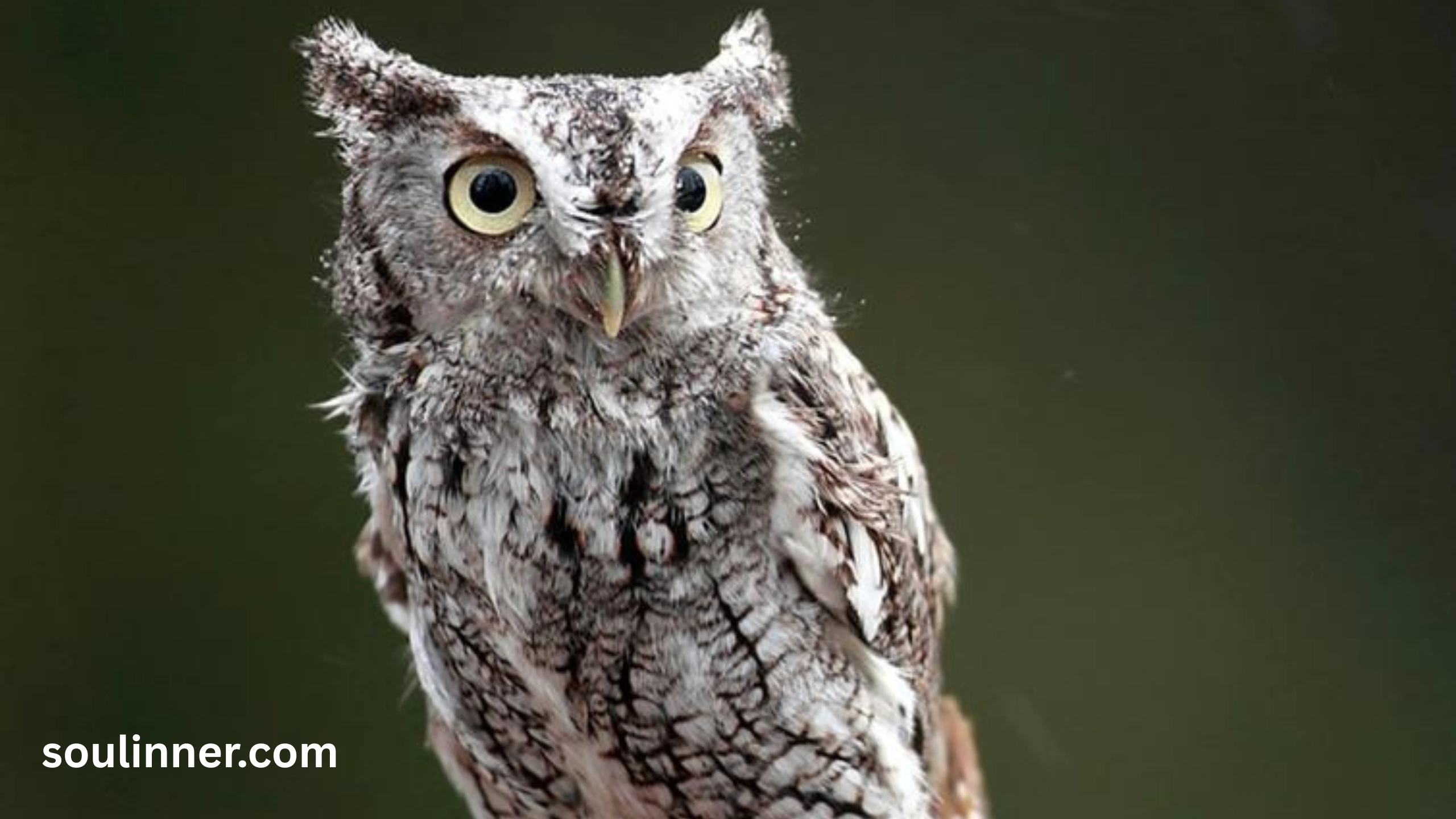 hearing an owl hoot 3 times spiritual meaning