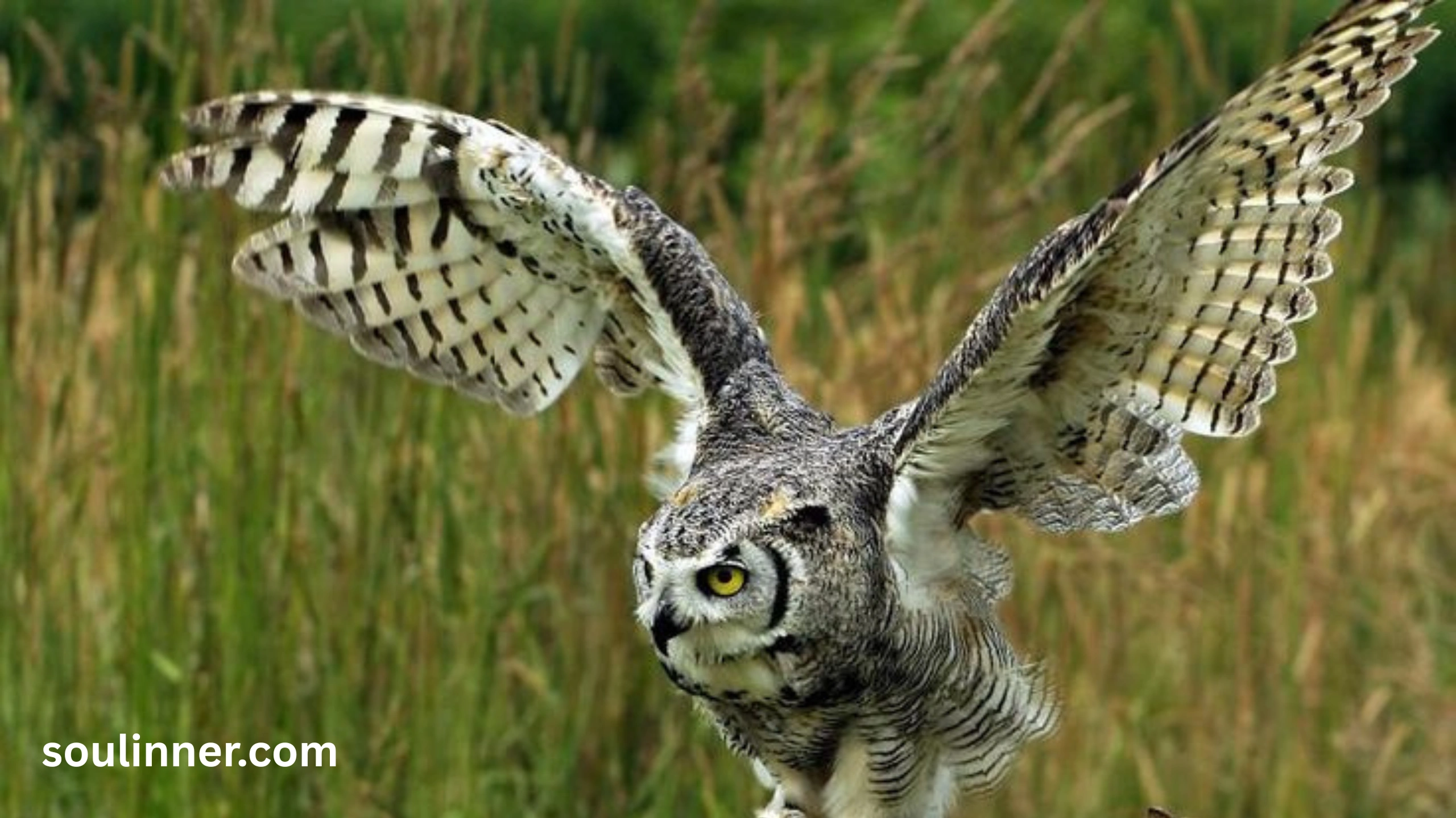 hearing an owl hoot 3 times spiritual meaning