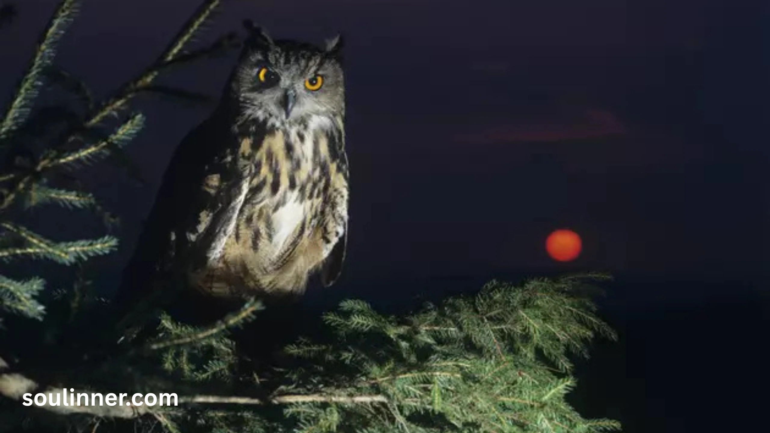 hearing an owl hoot 3 times spiritual meaning