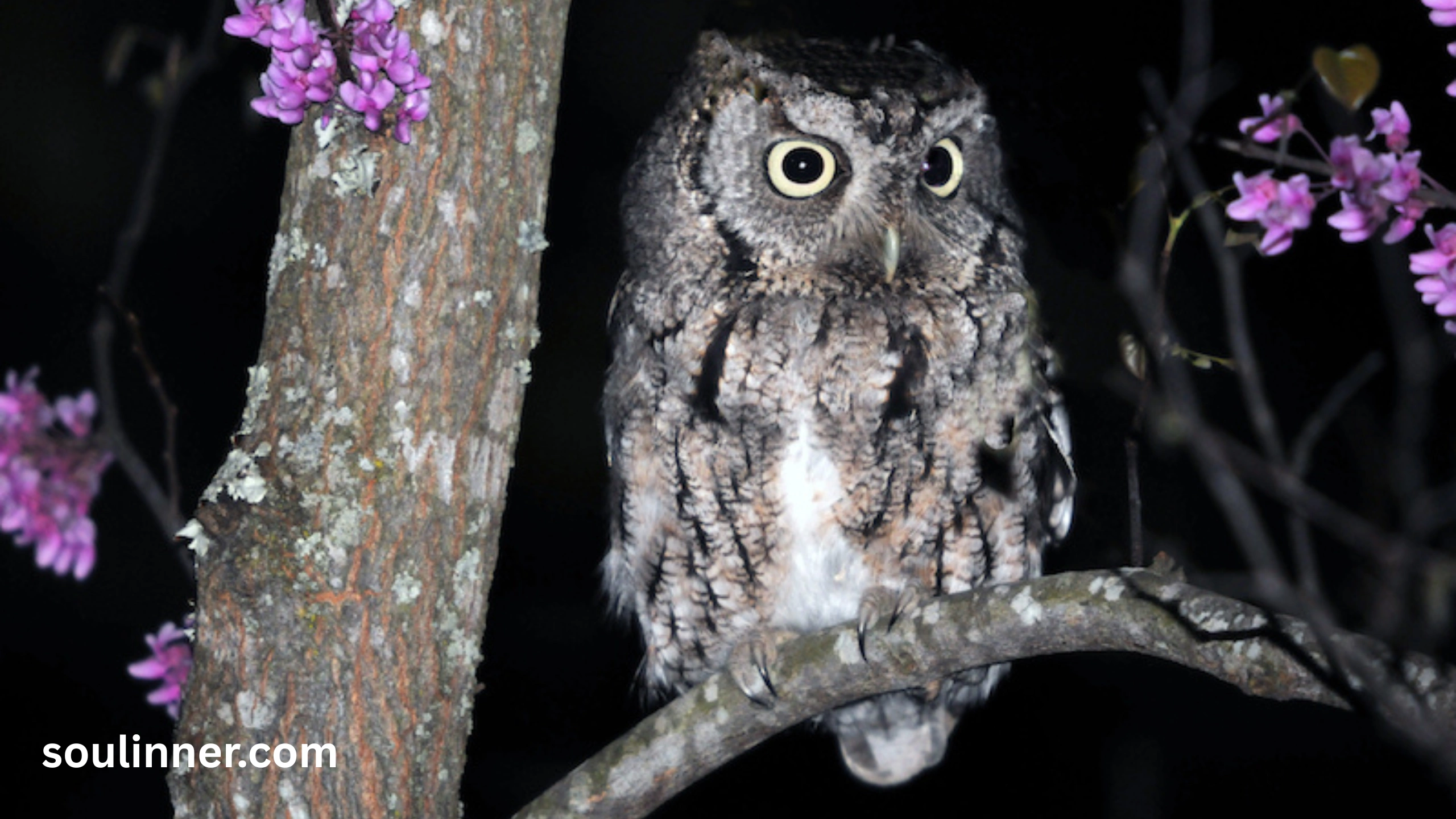 hearing an owl hoot 3 times spiritual meaning