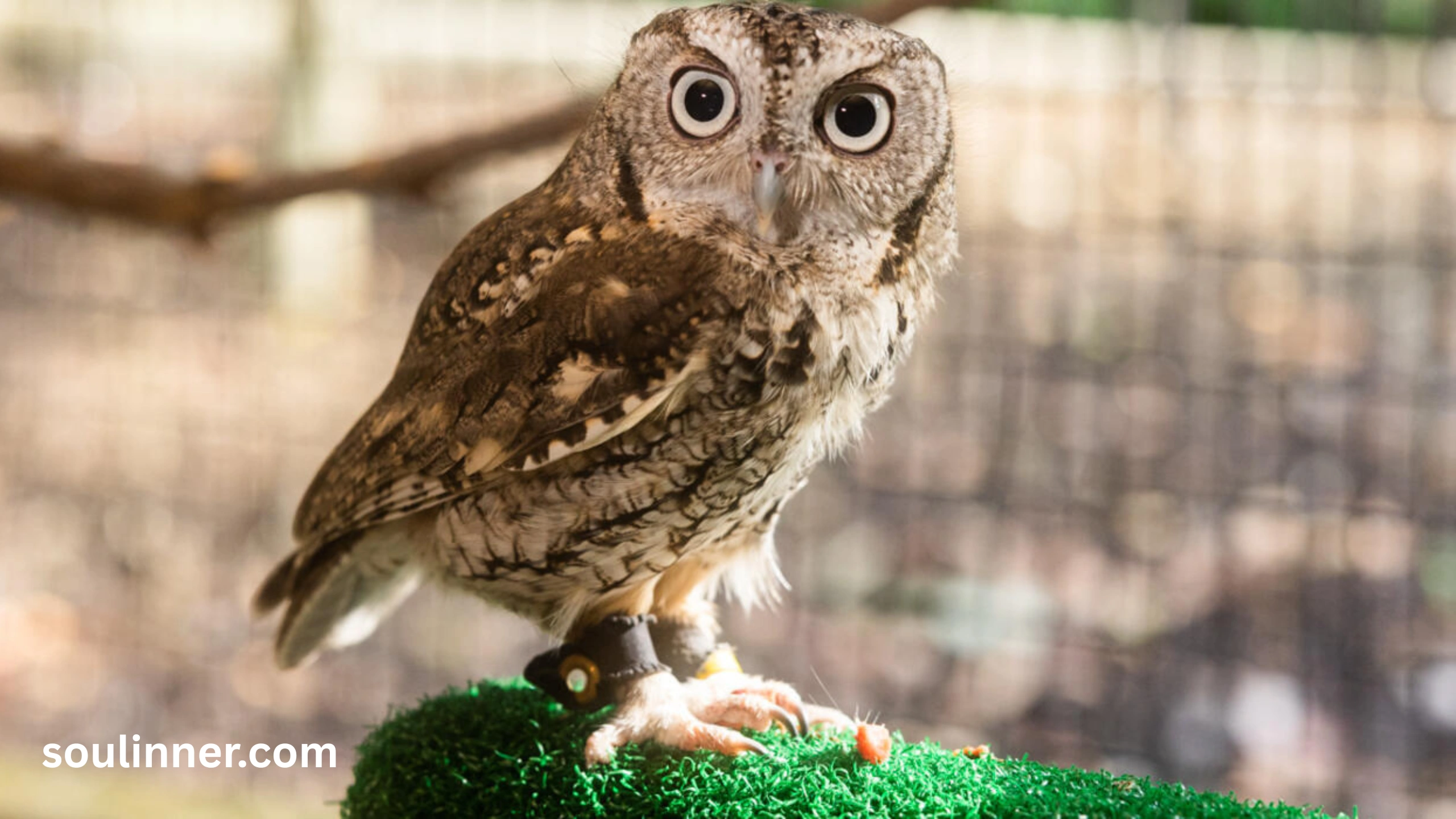 hearing an owl hoot 3 times spiritual meaning