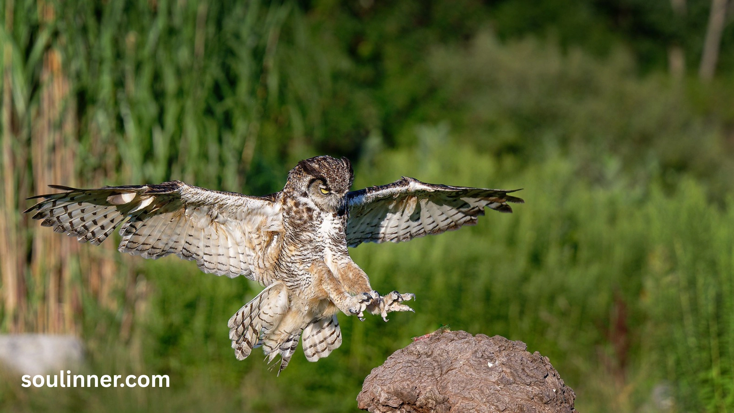 hearing an owl hoot 3 times spiritual meaning
