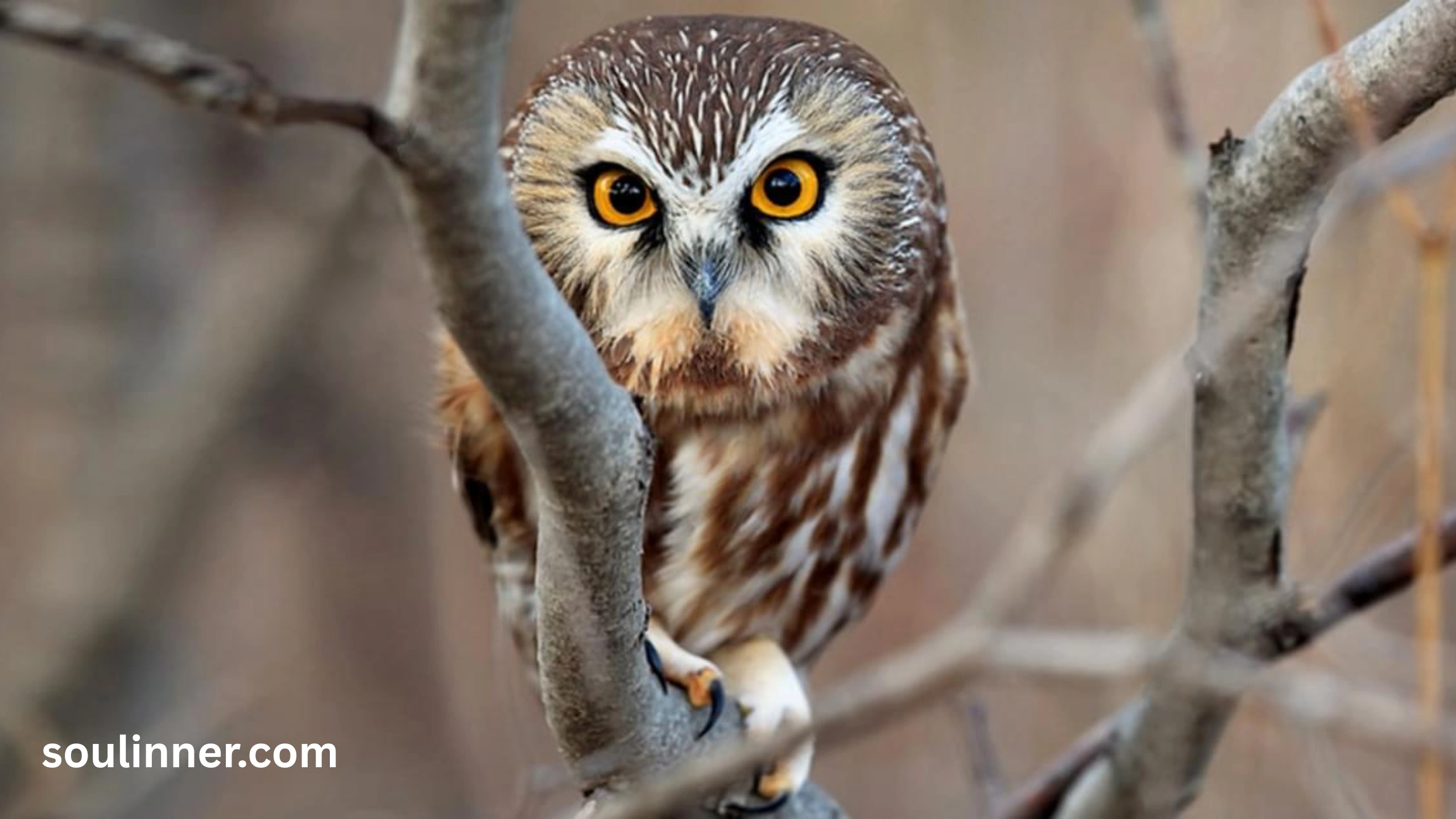 hearing an owl hoot 3 times spiritual meaning