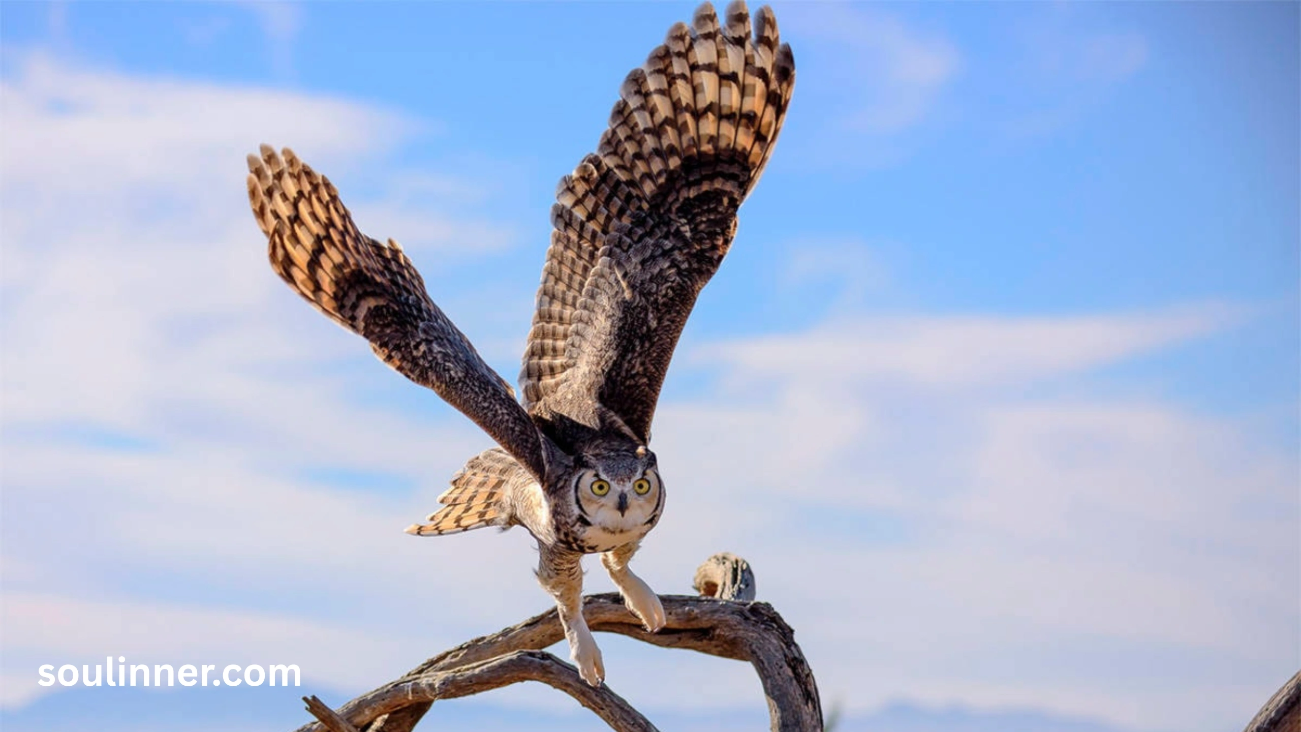 hearing an owl hoot 3 times spiritual meaning