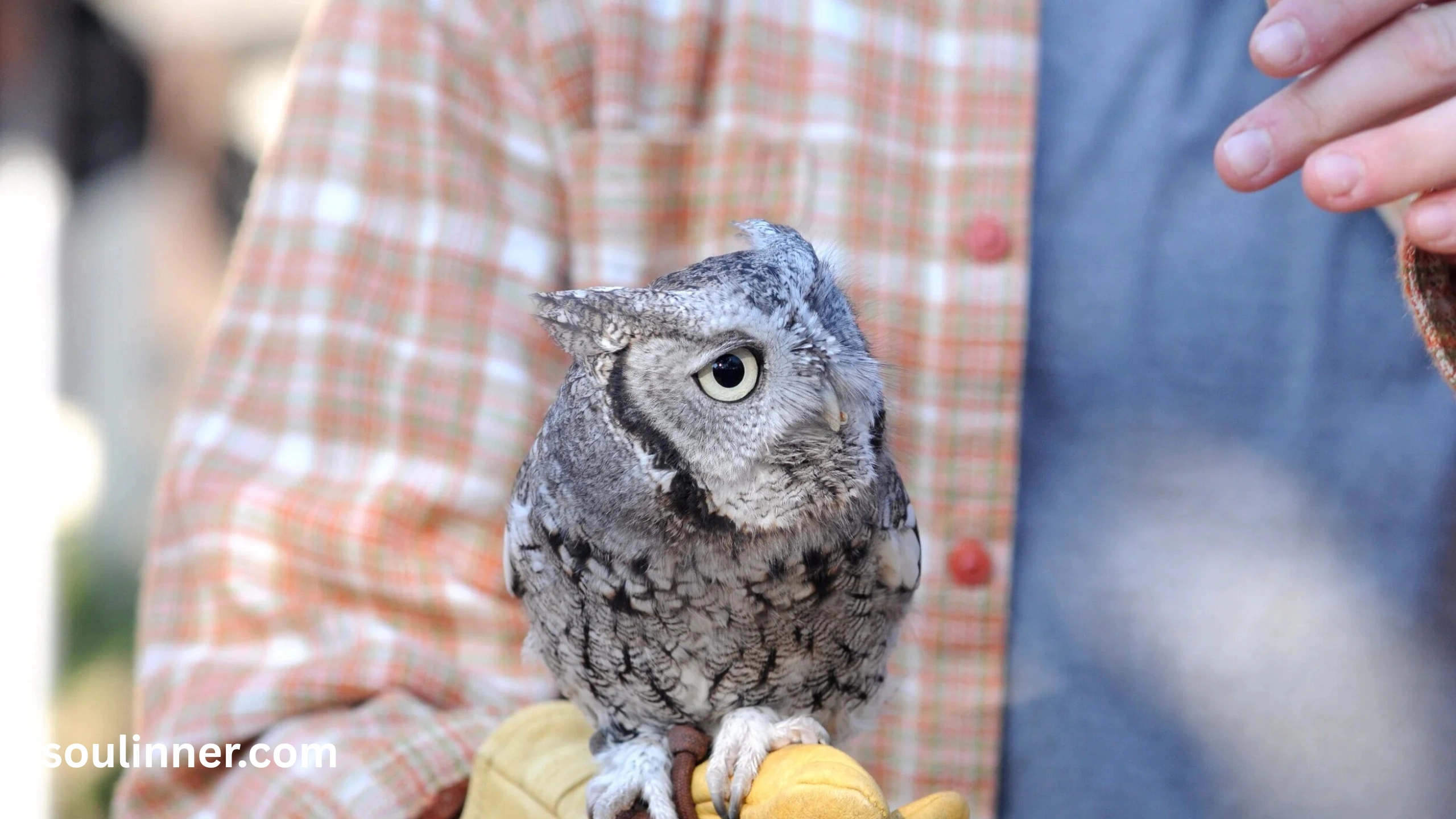 hearing an owl hoot 3 times spiritual meaning