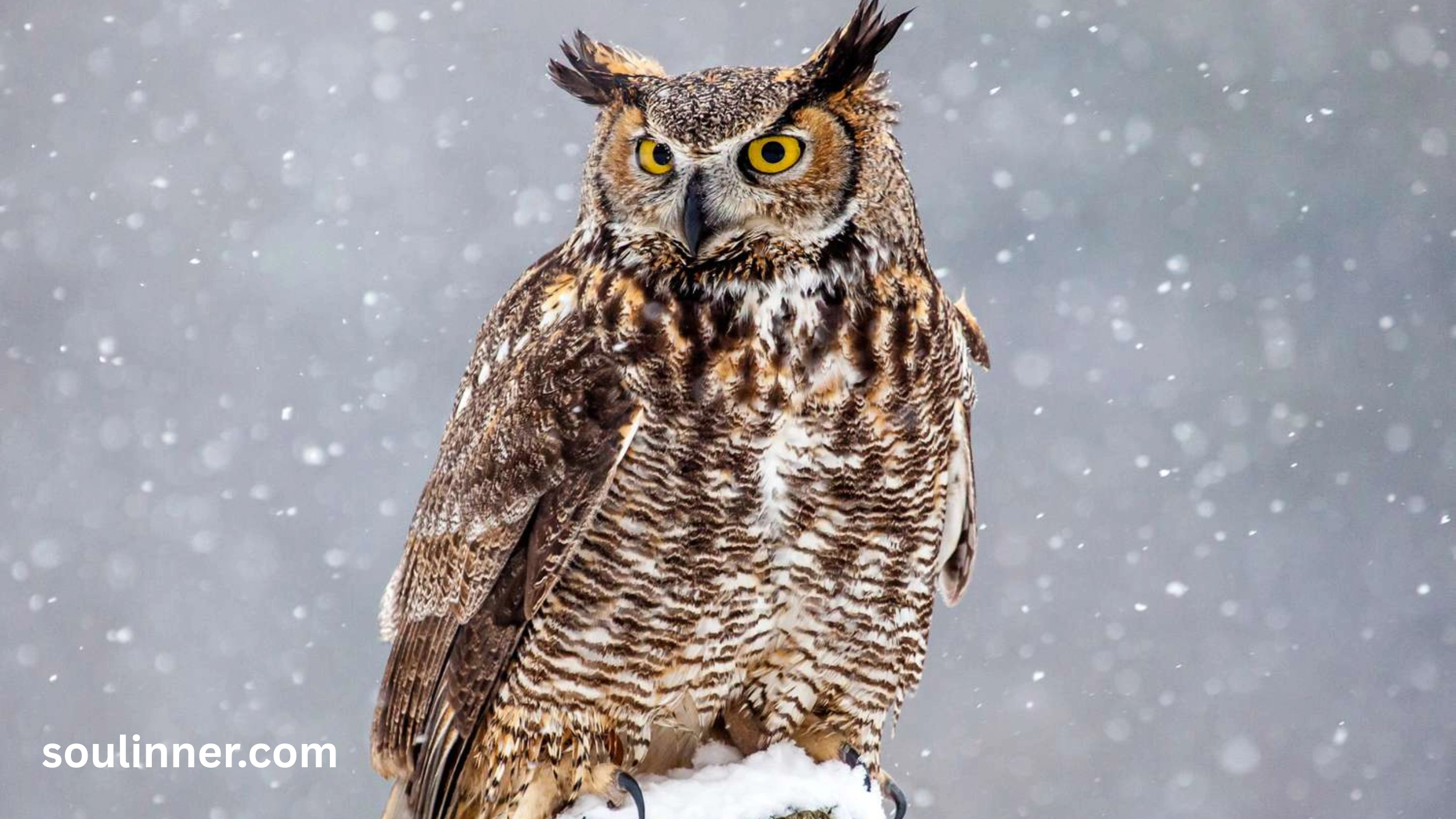 hearing an owl hoot 3 times spiritual meaning