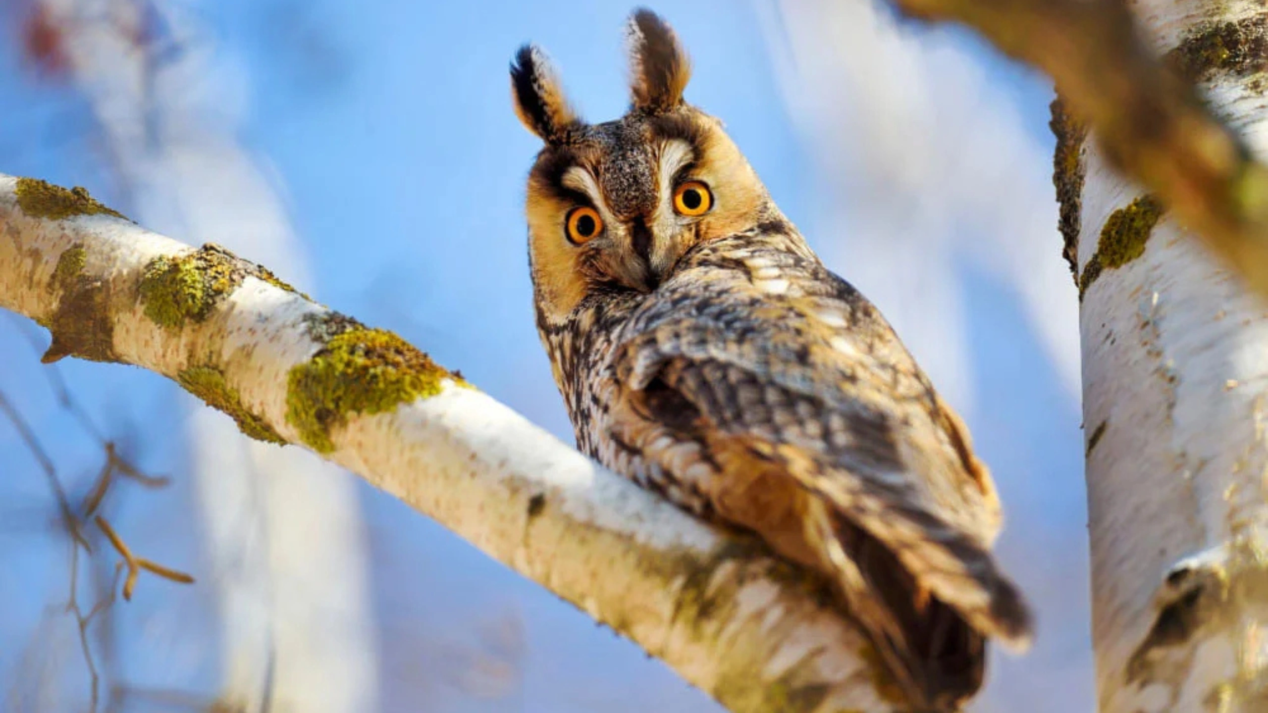 hearing an owl hoot 3 times spiritual meaning