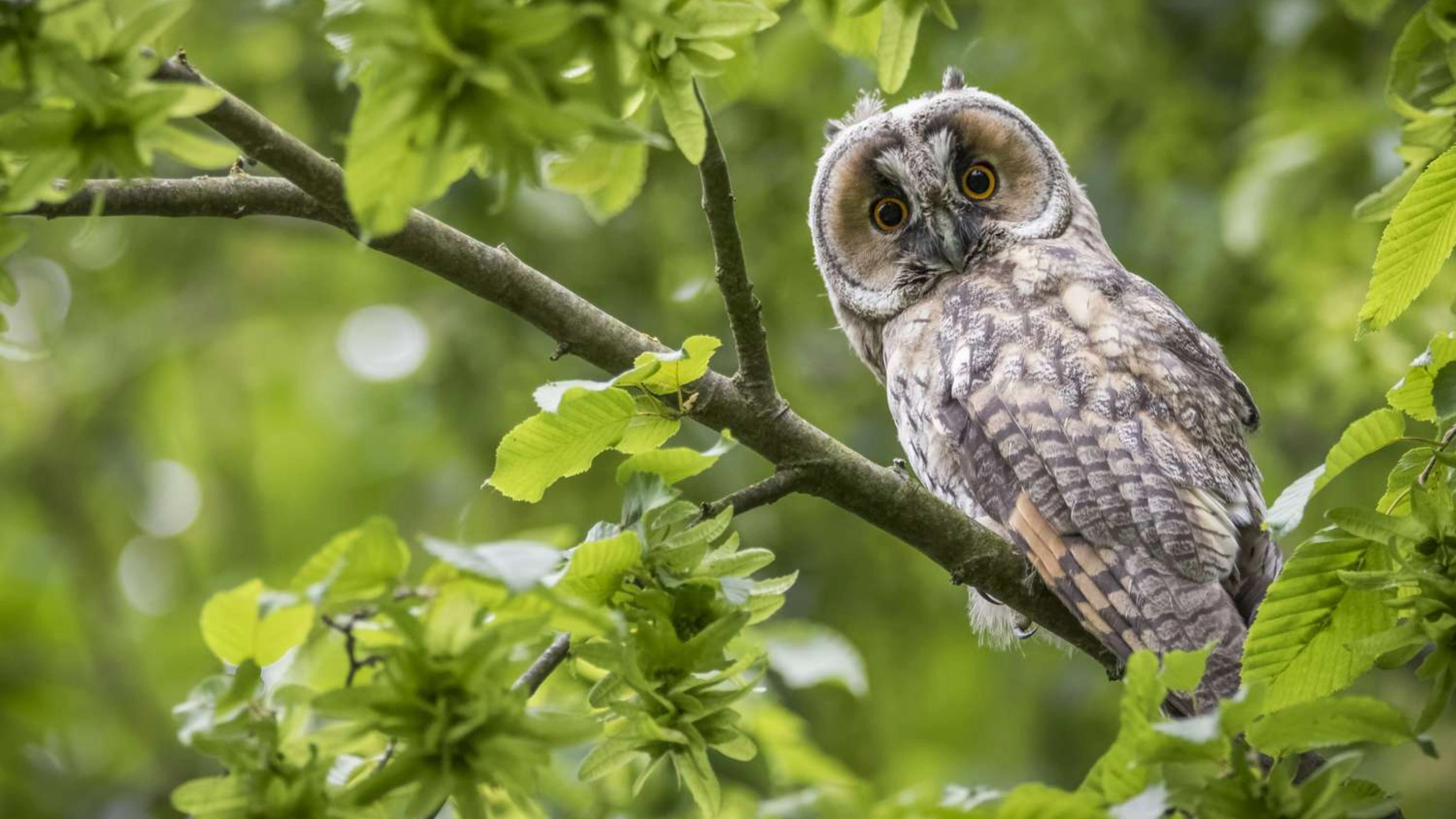 hearing an owl hoot 3 times spiritual meaning