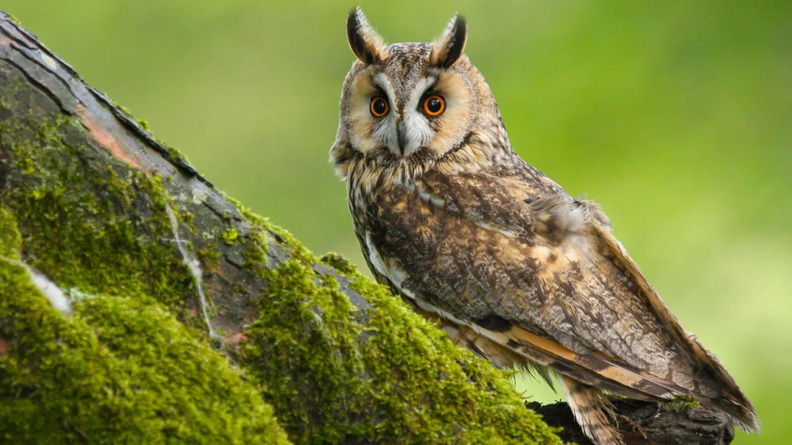 hearing an owl hoot 3 times spiritual meaning