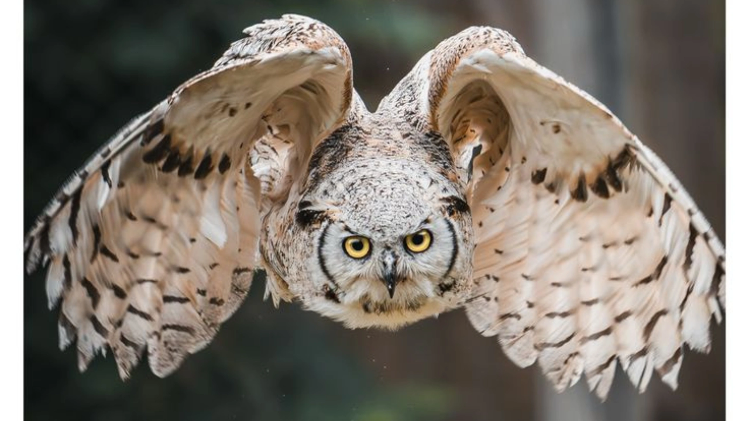 hearing an owl hoot 3 times spiritual meaning