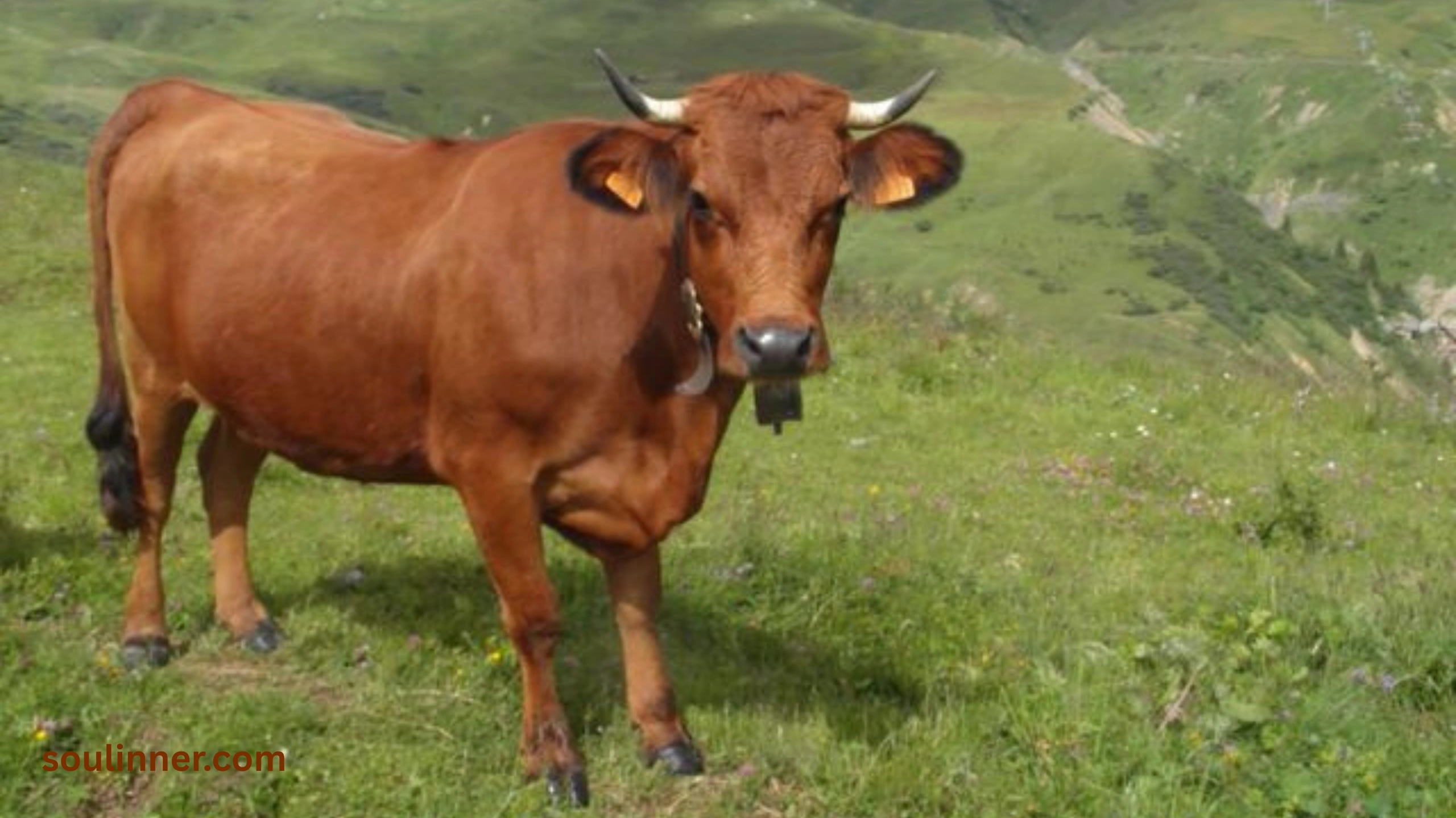 heart of an ox spiritual meaning