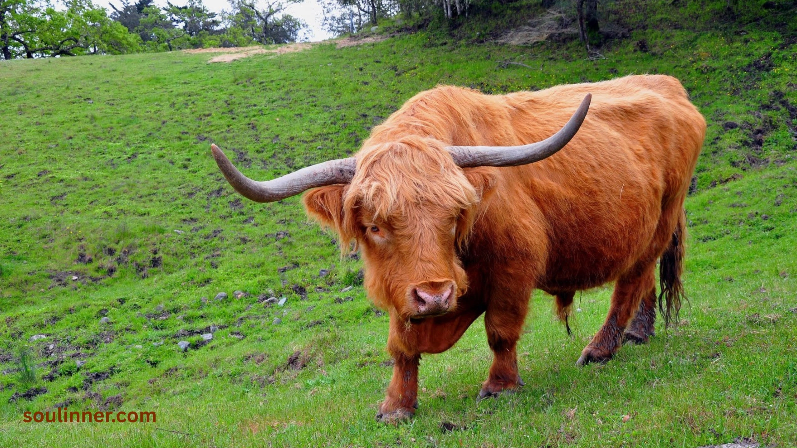 heart of an ox spiritual meaning