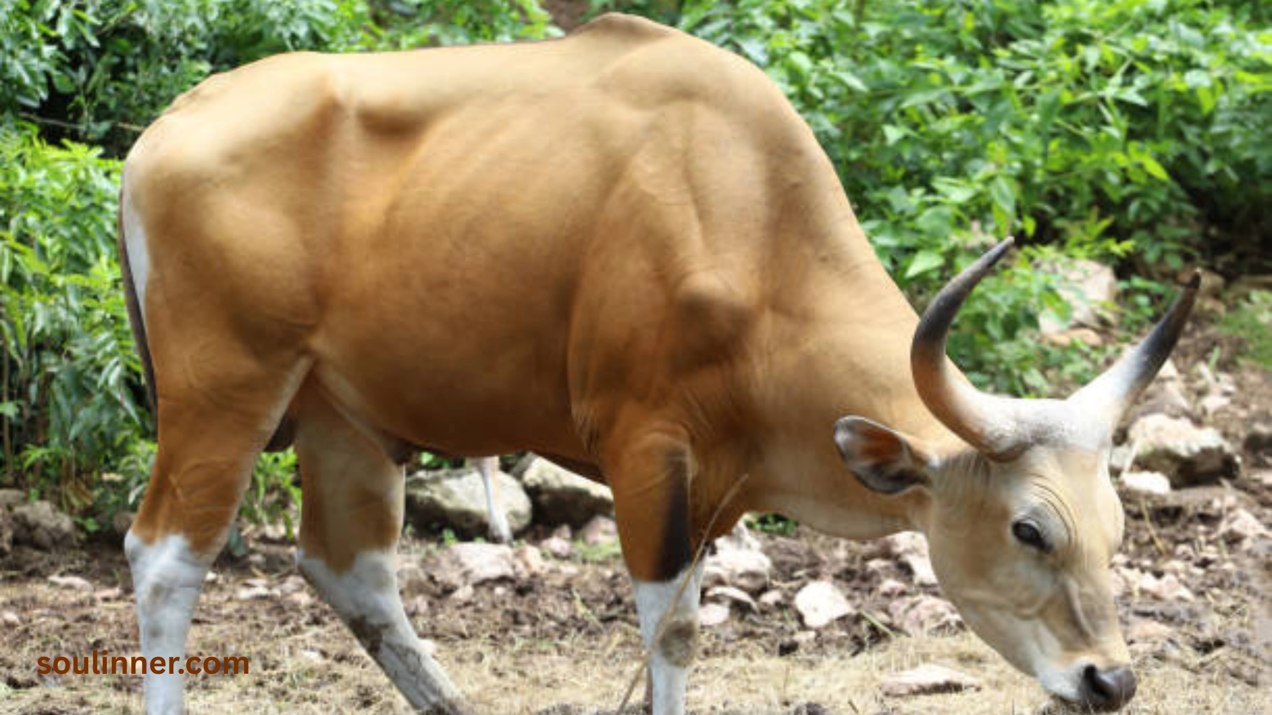 heart of an ox spiritual meaning