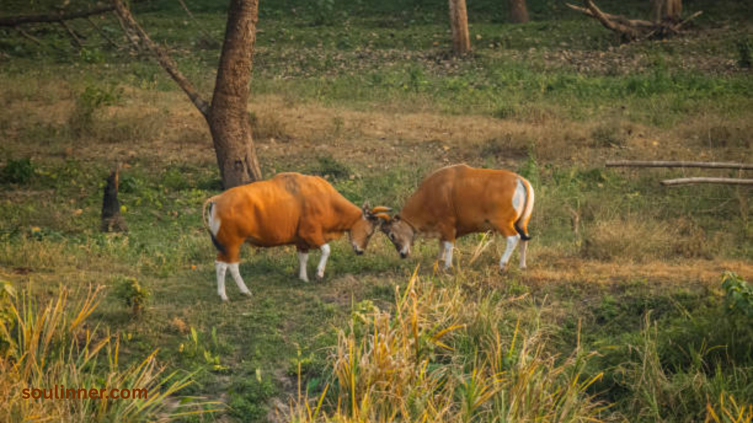 heart of an ox spiritual meaning